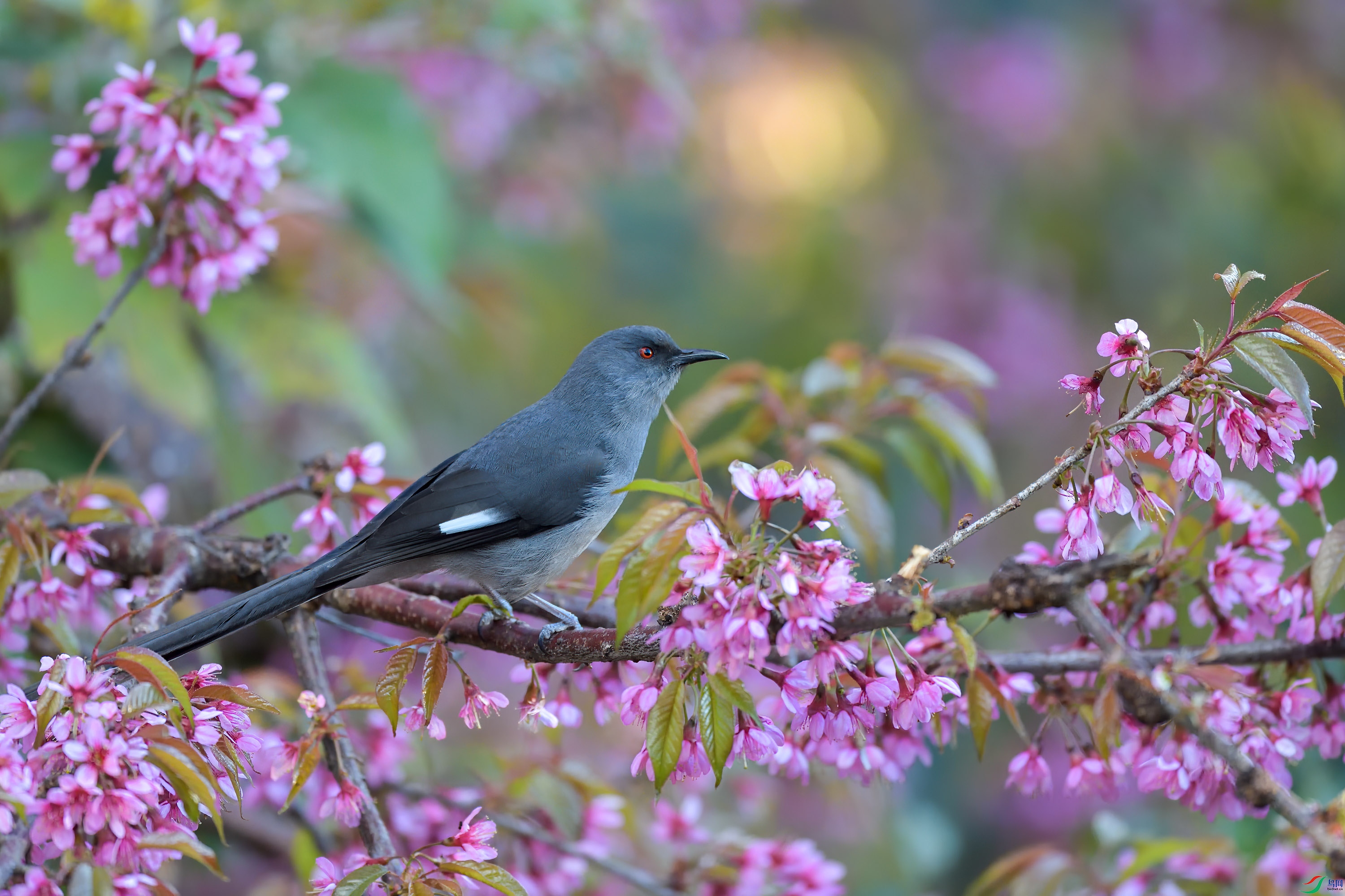 DSC_6504_1.jpg