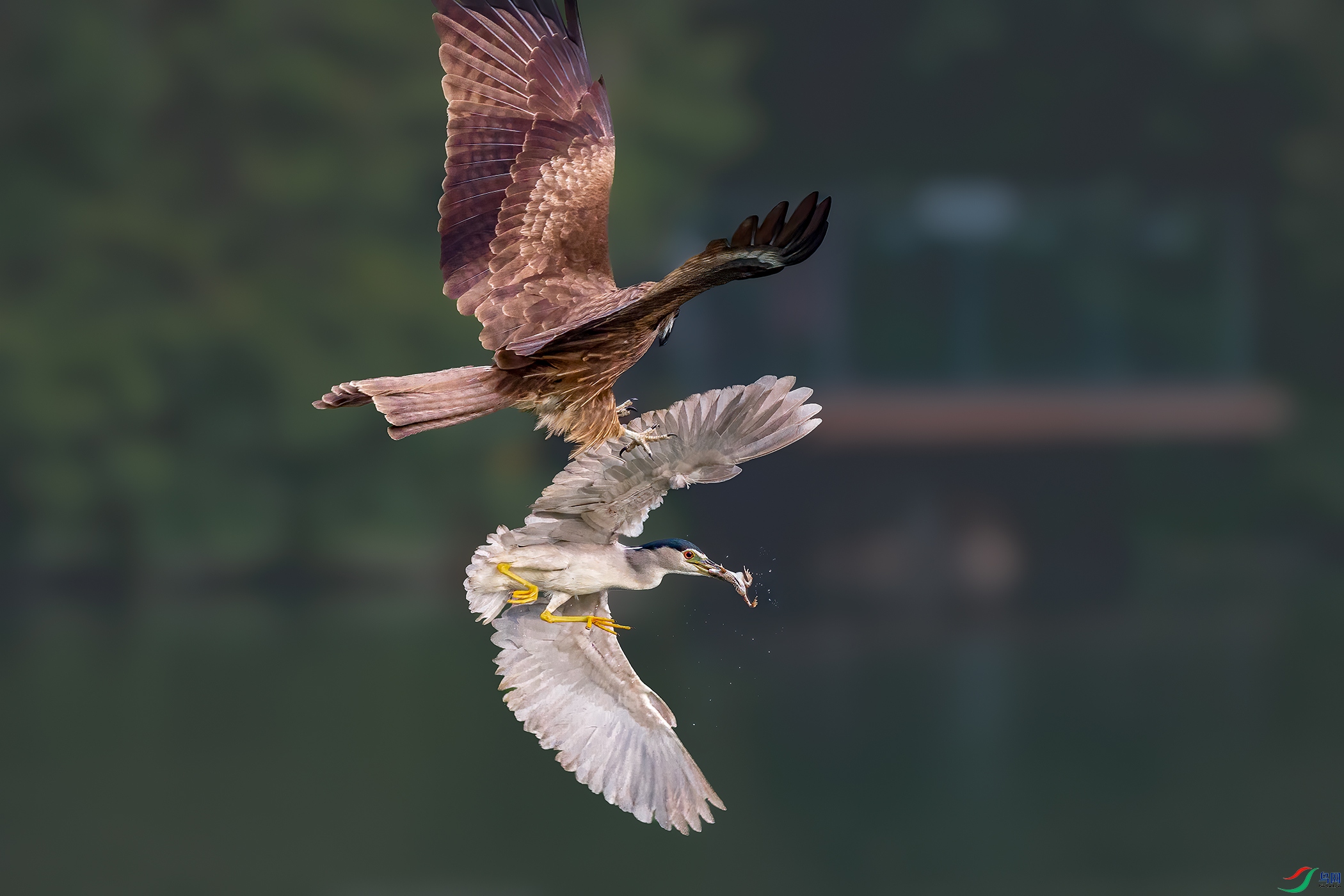 DSC_0131 ����L.jpg