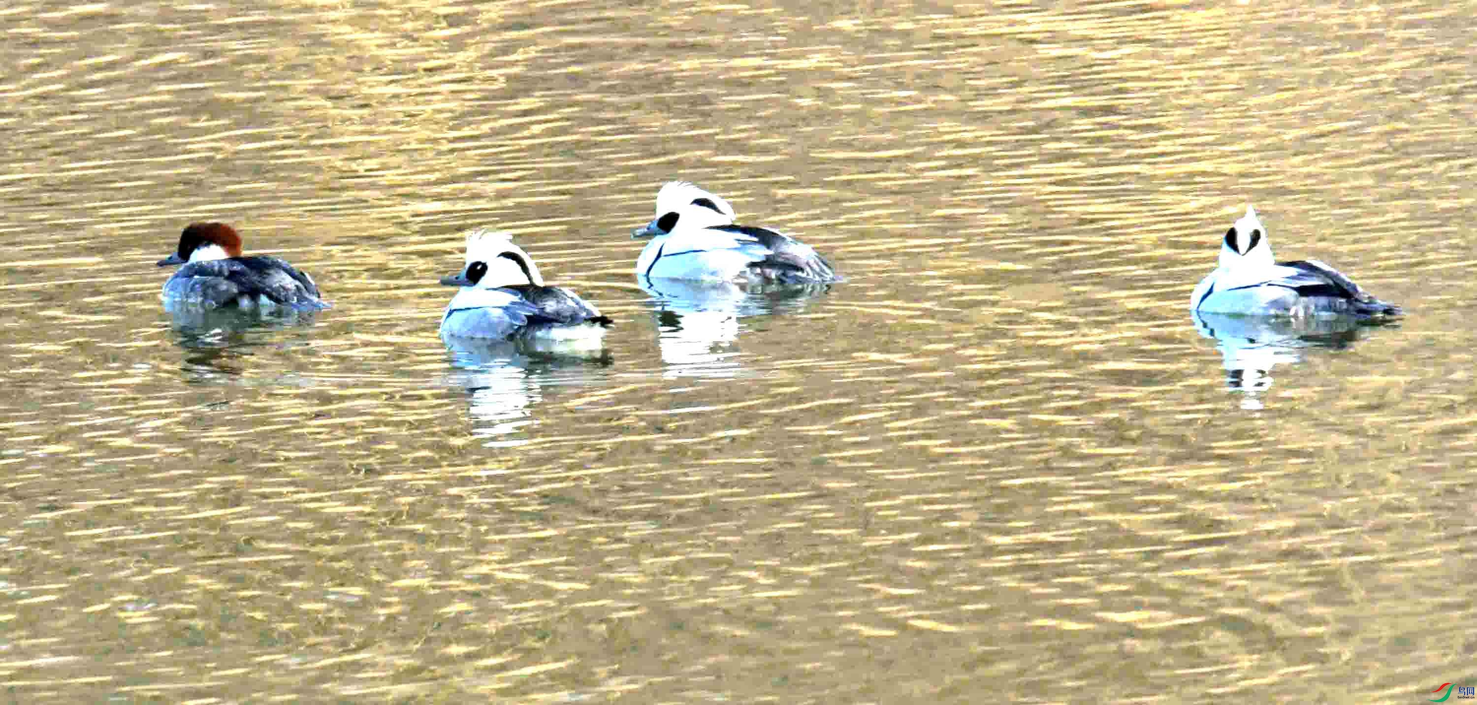 DSC_5103.JPG