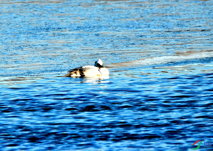 DSC_4542.JPG
