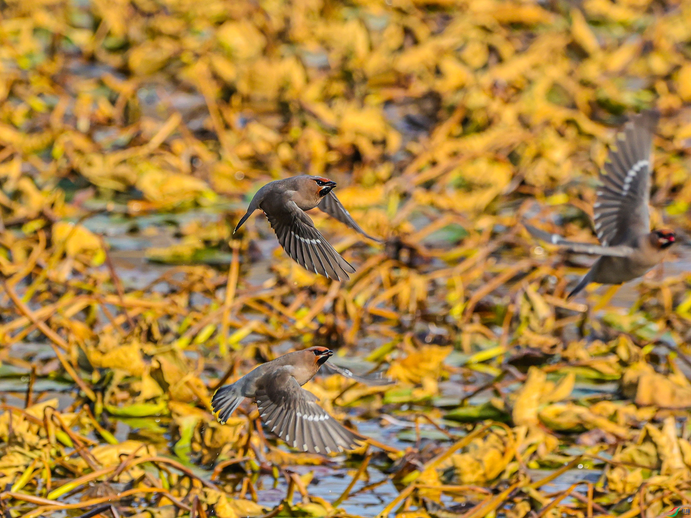 1K3A7239 ����.jpg