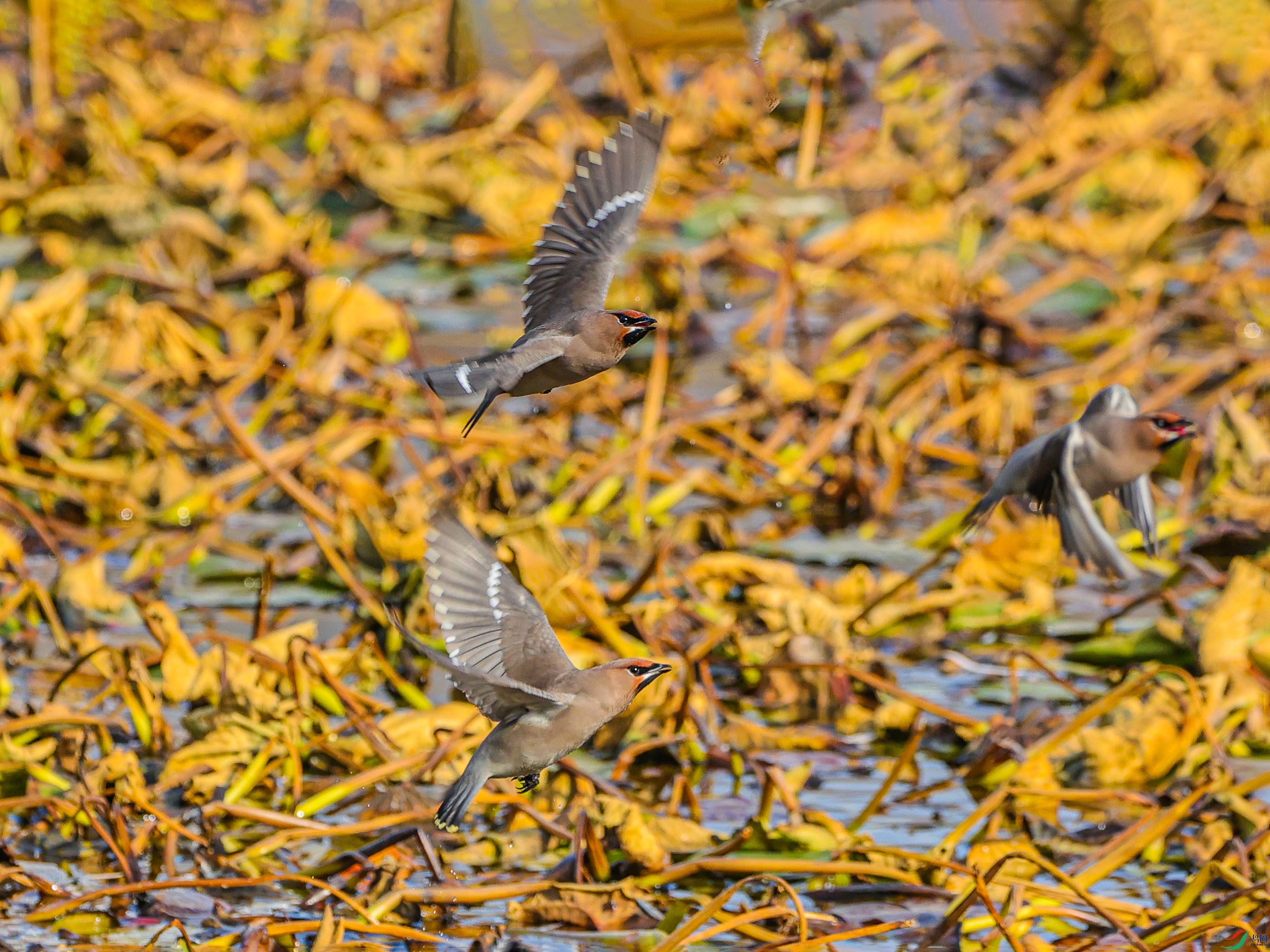 1K3A7238 ����.jpg