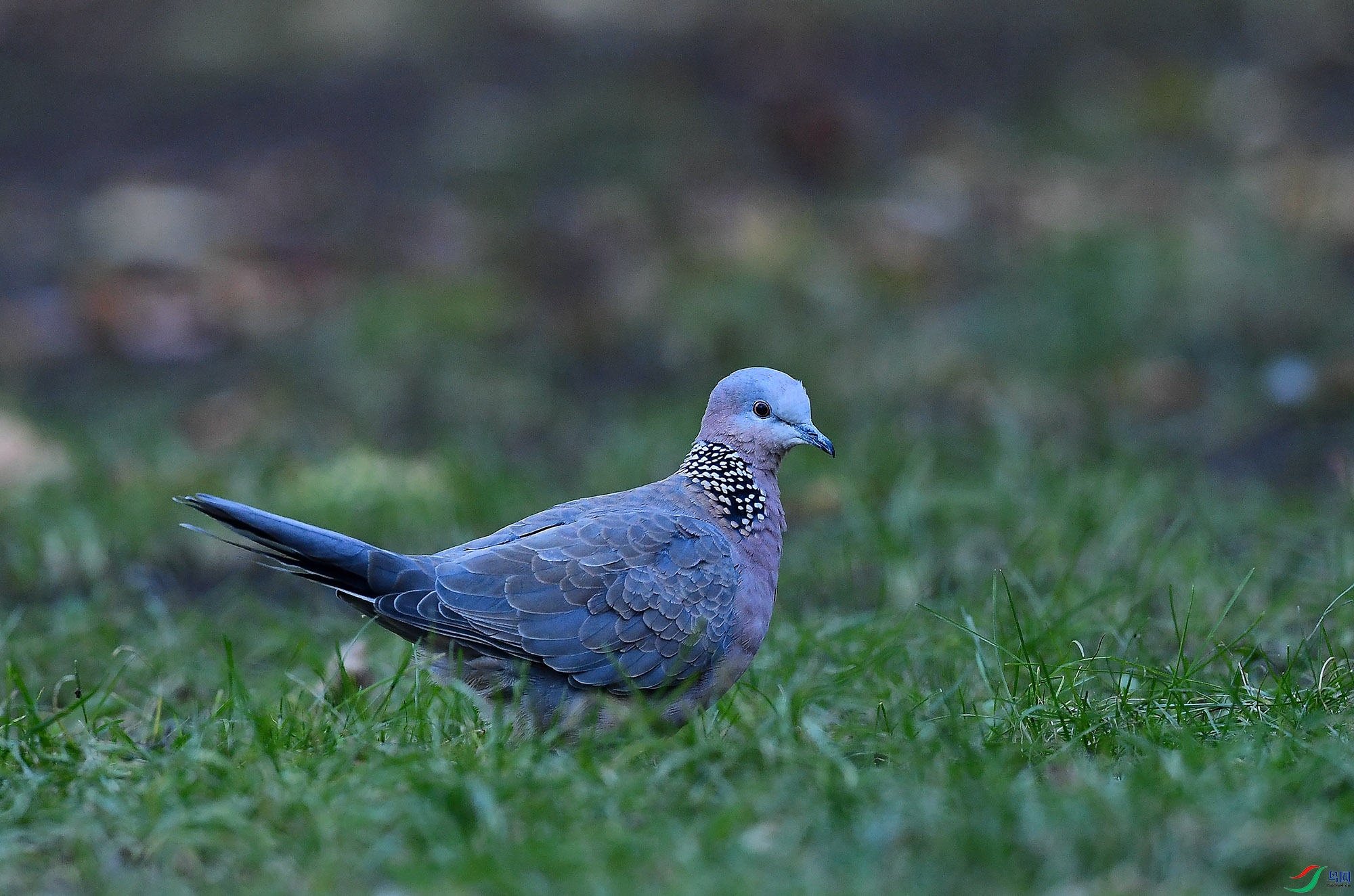 DSC_0626.jpg