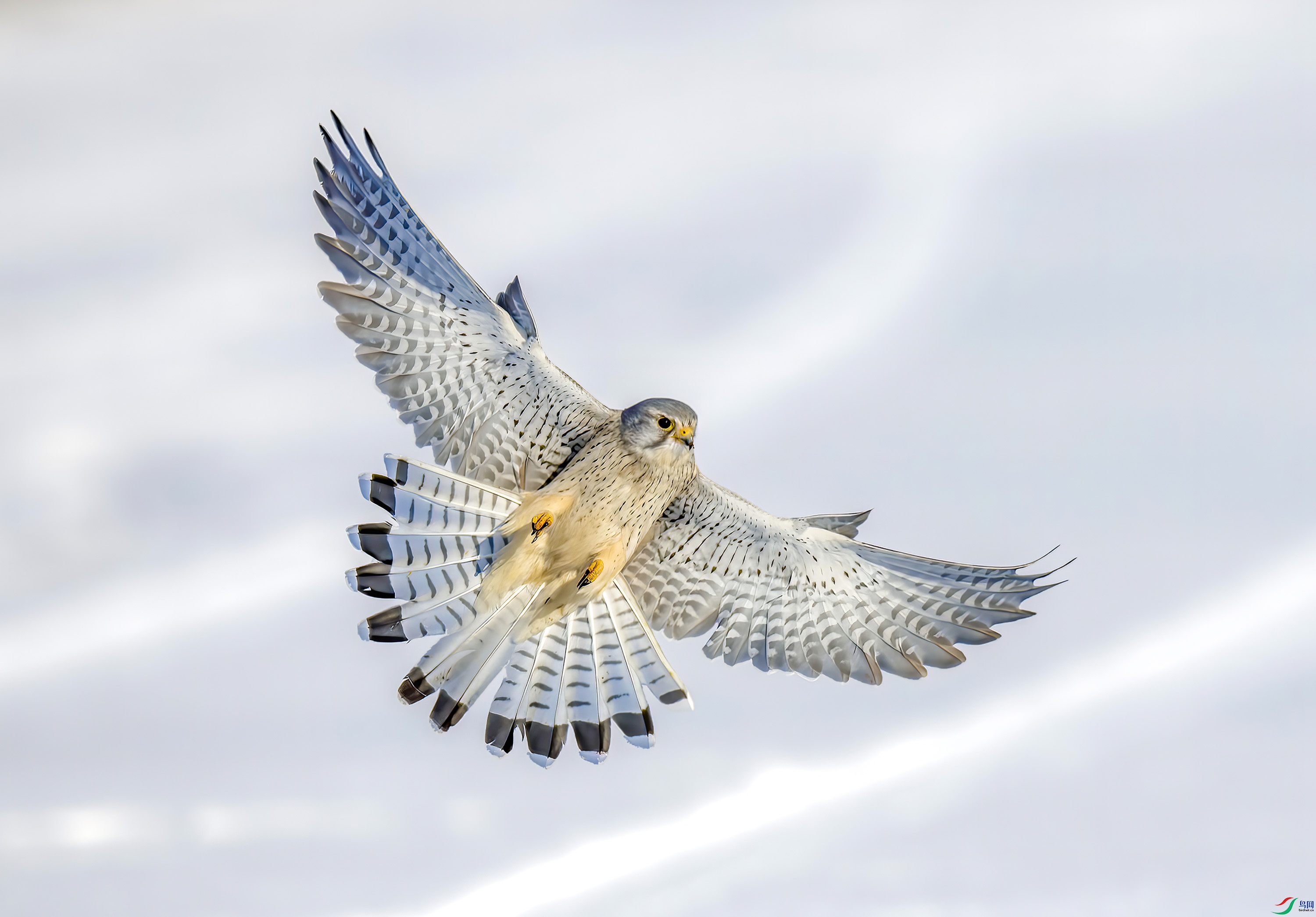 _JLN3768_1     ok     ok.jpg