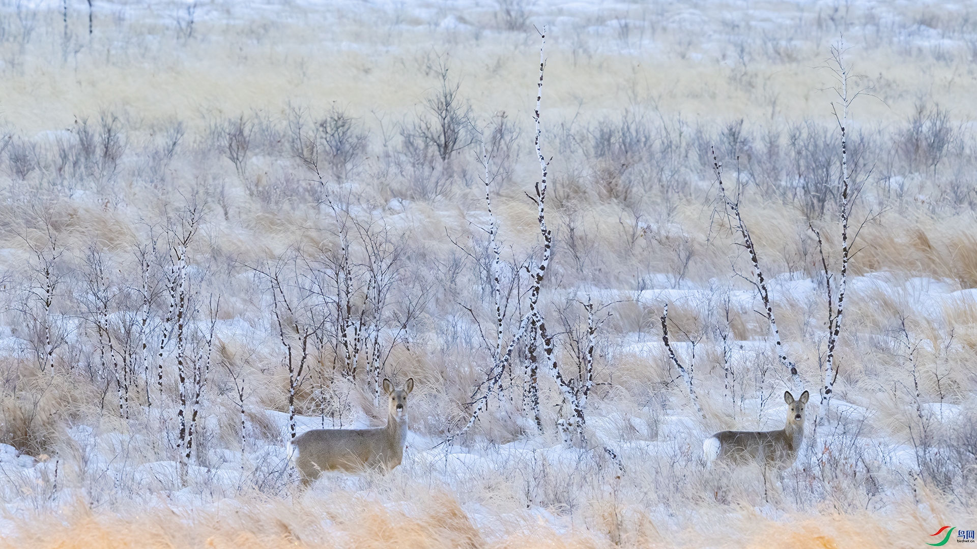 _DSC7974 ����.jpg