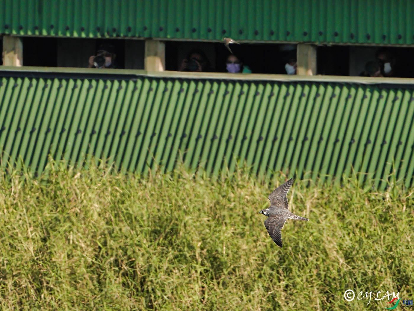 Peregrine Falcon ����