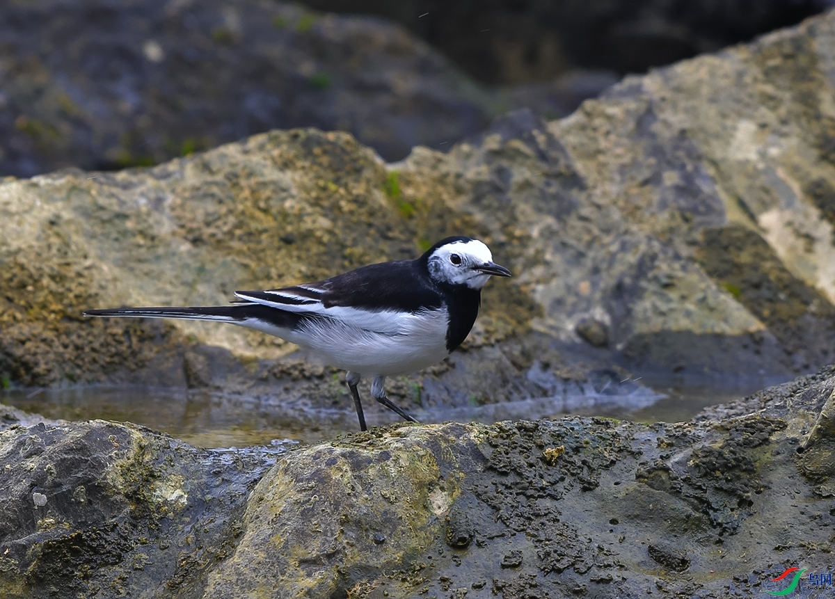 DSC_0826.JPG