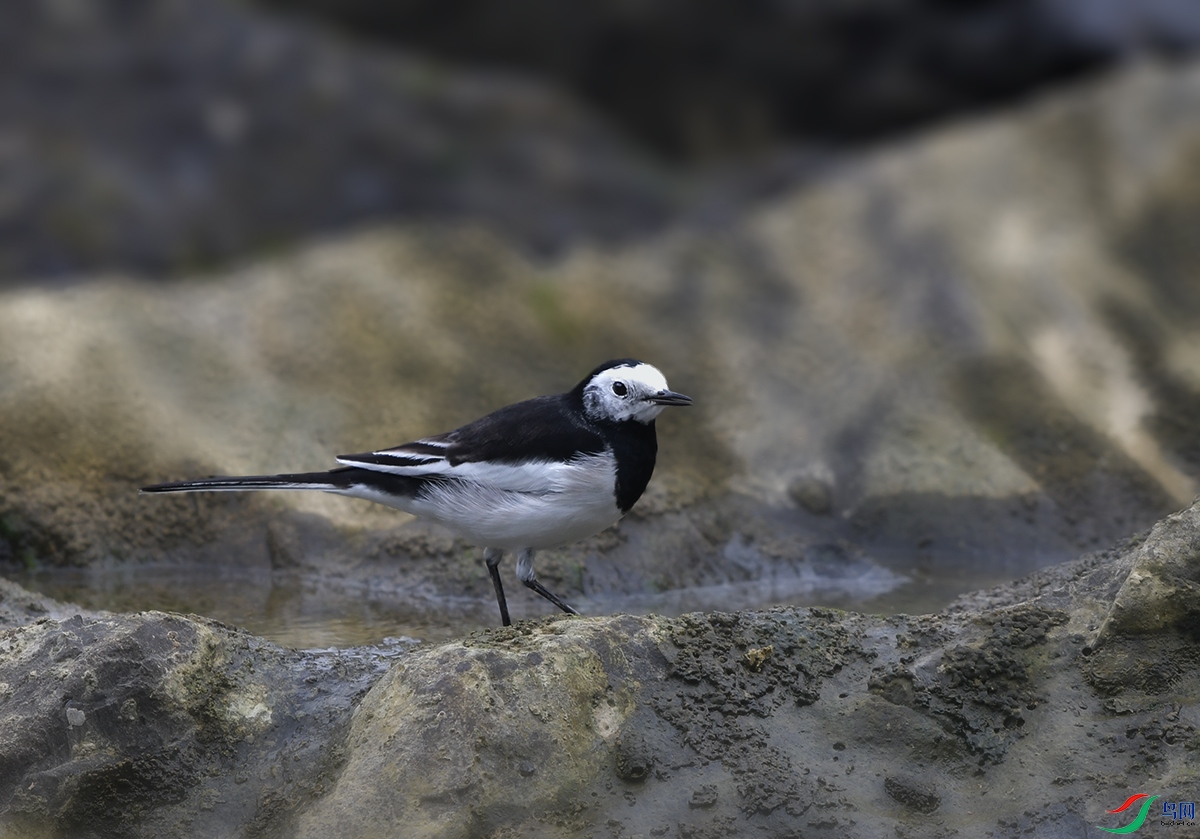 DSC_0828.JPG