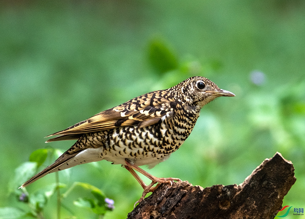 DSC_5084-1.jpg