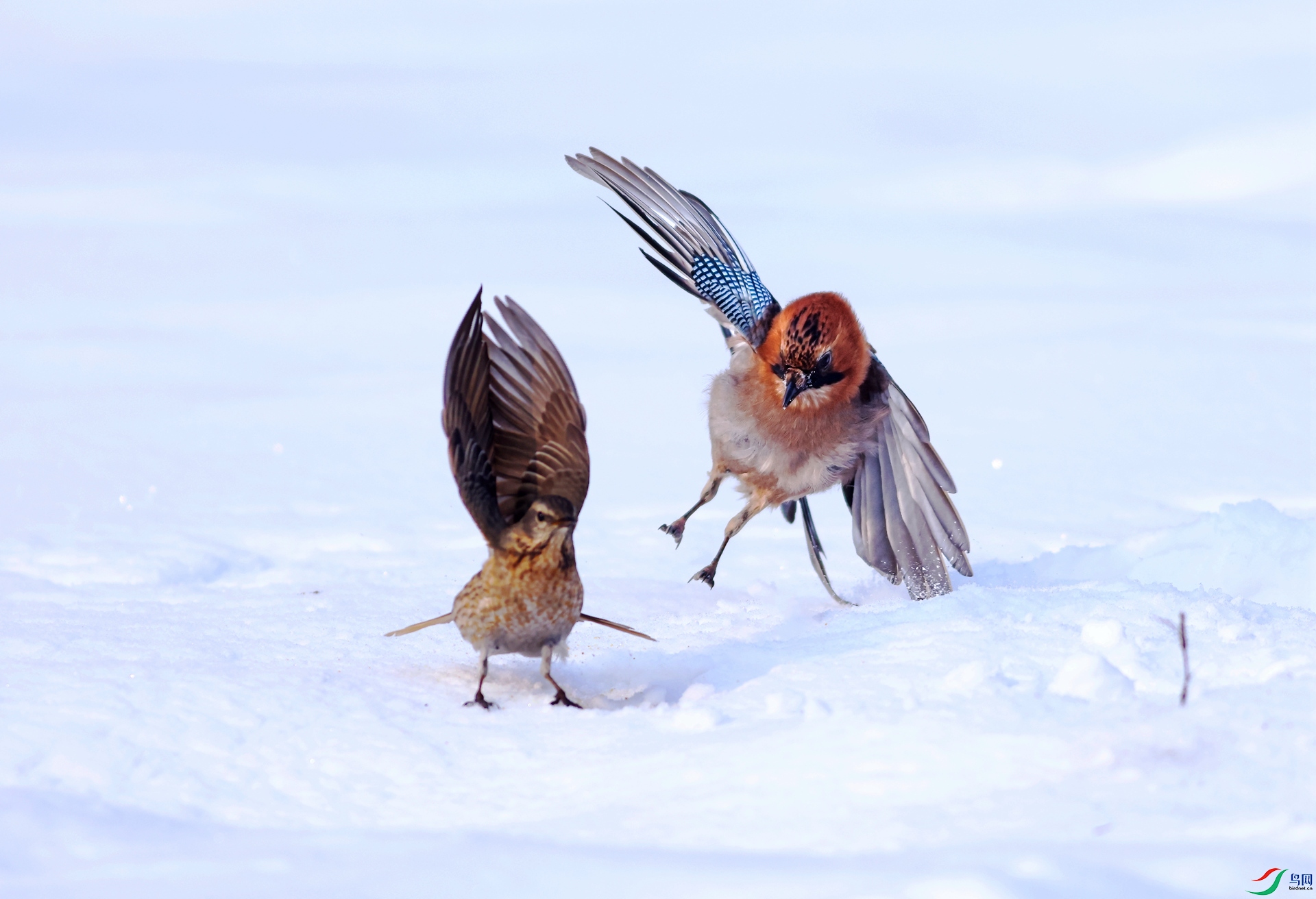 ��ѻ����β�