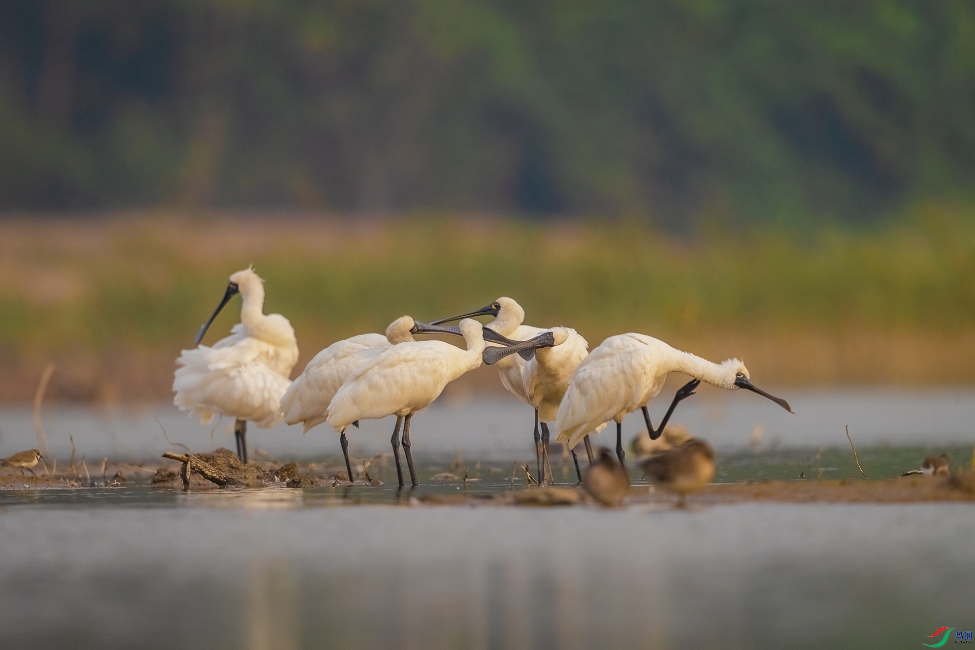 BP1I0058-�༭ ����.jpg