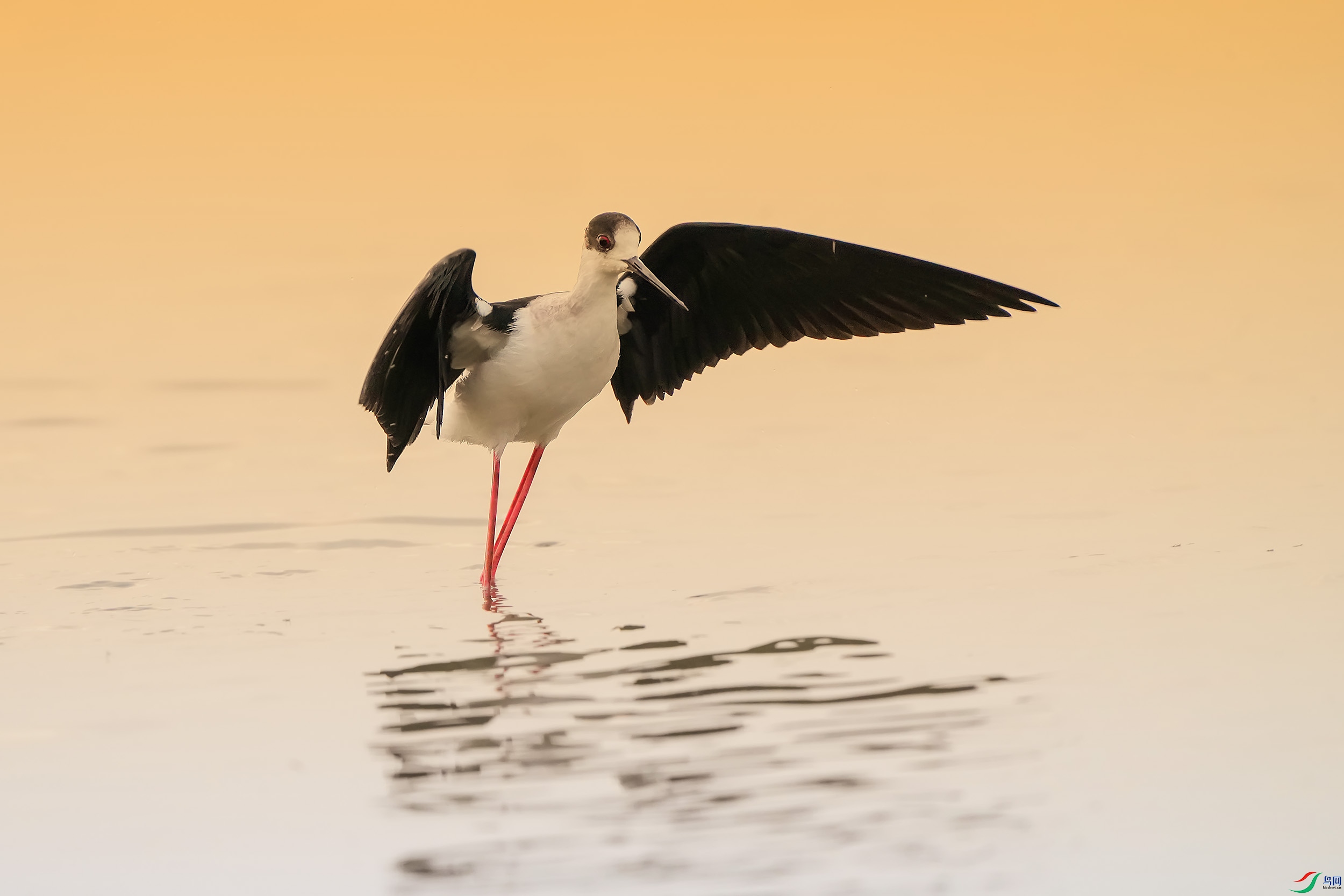 DSC00182 ����.jpg