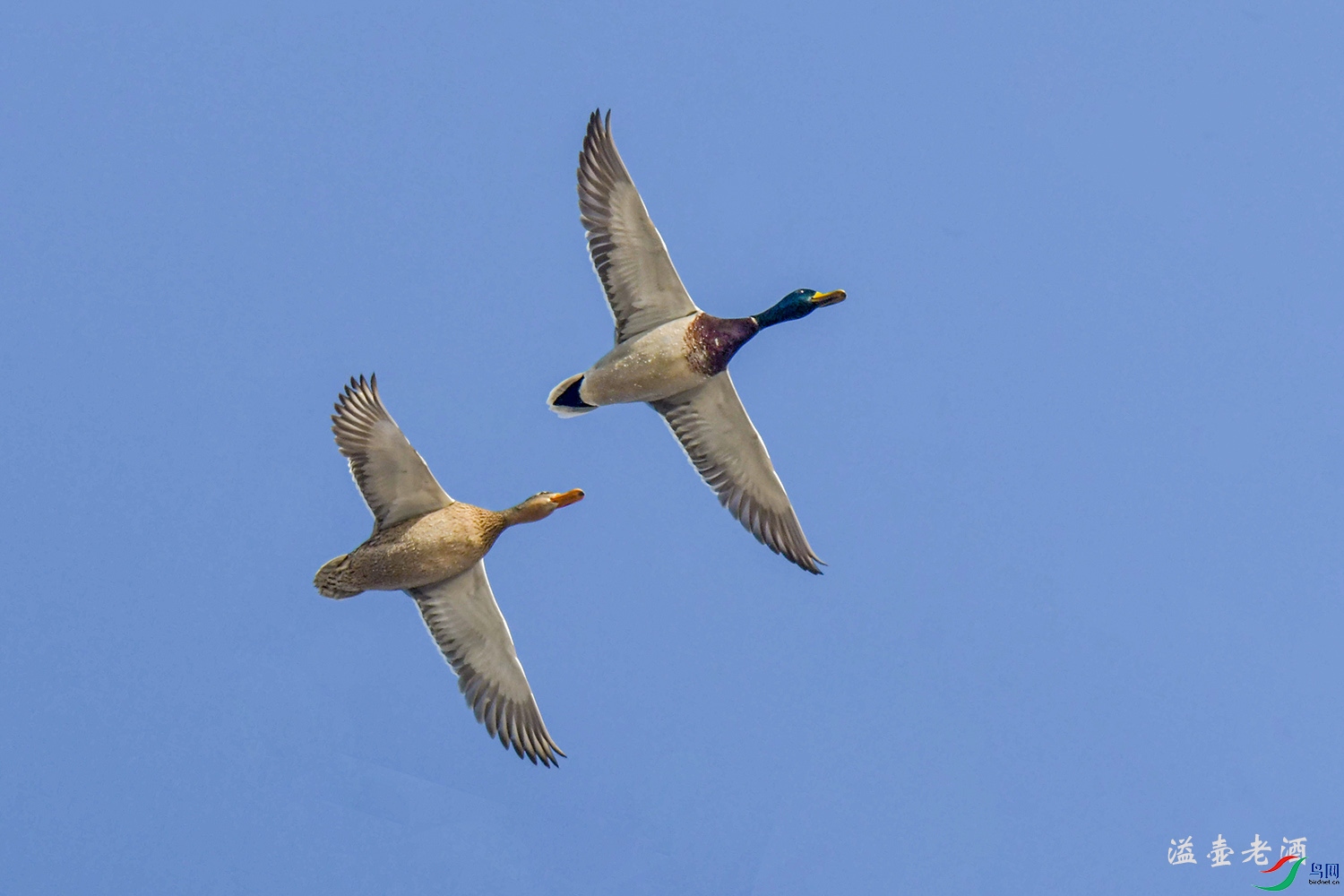 DSC_2696.jpg