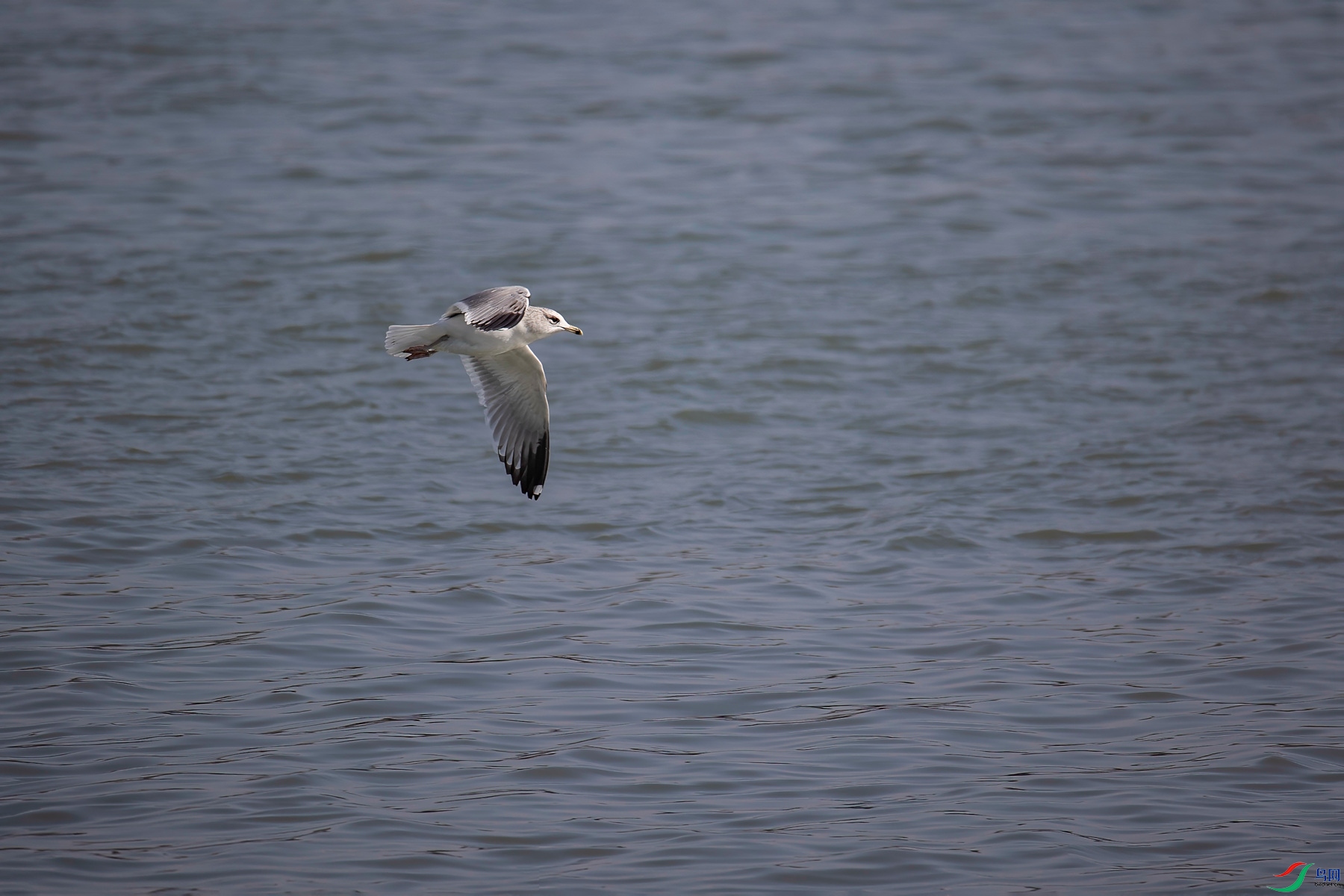 ����������Ÿ