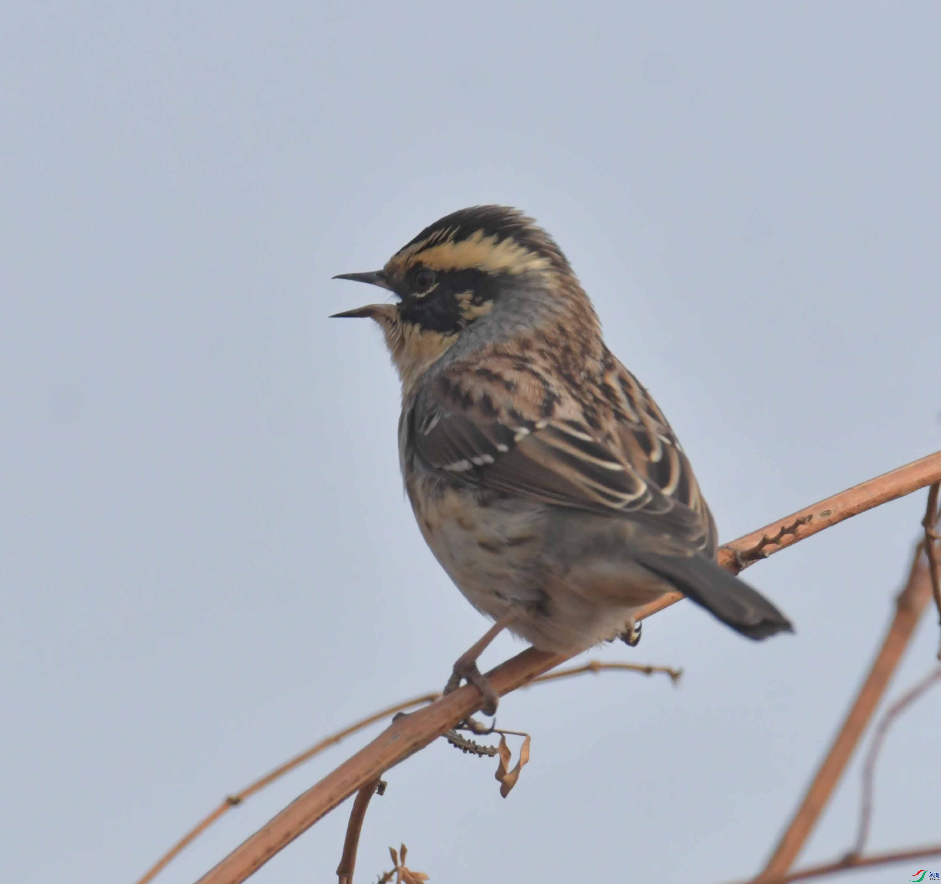 DSC_2119.JPG