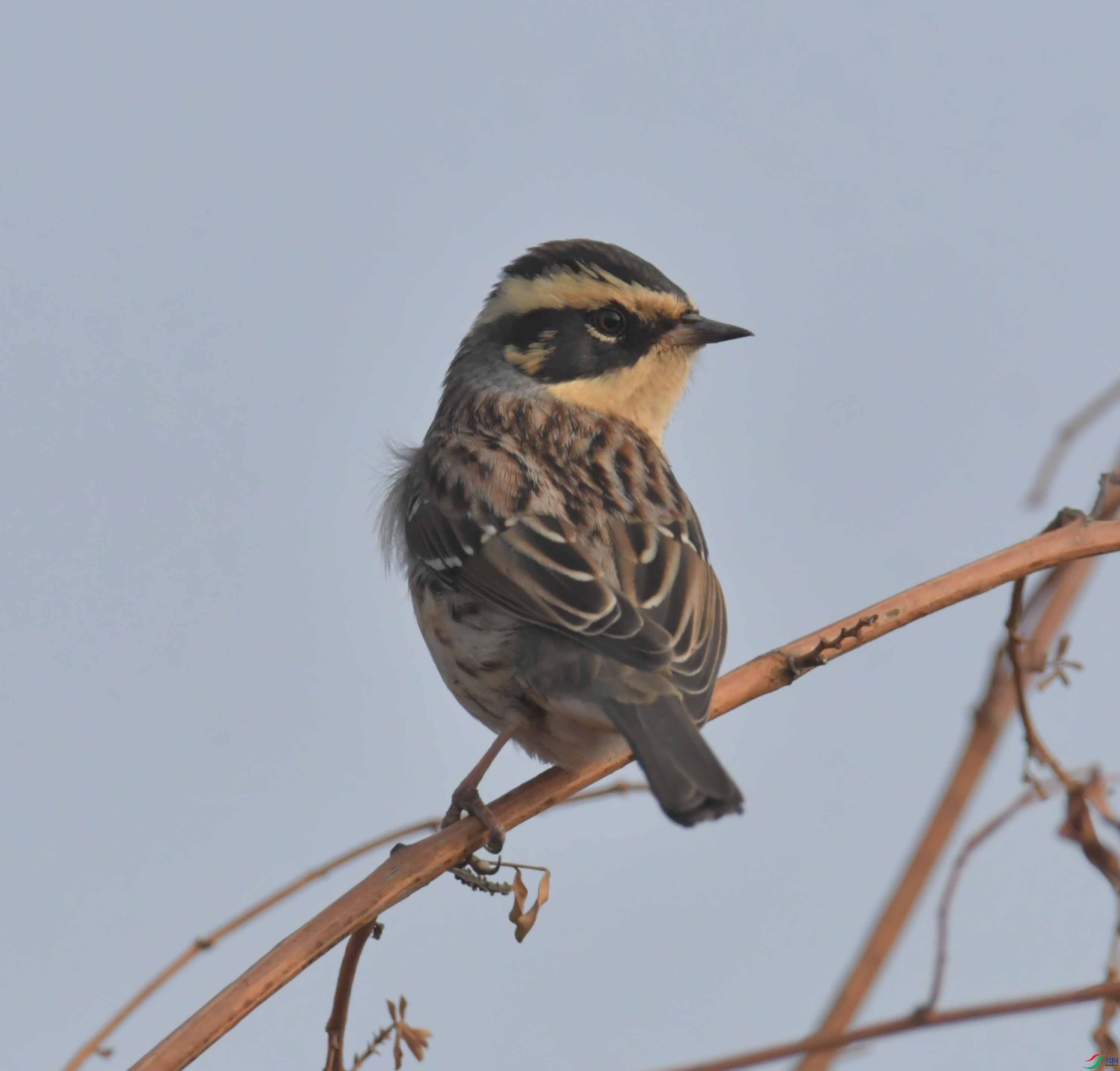 DSC_2133.JPG