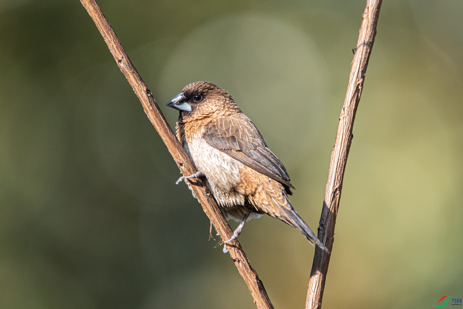 DSC_6610-2.jpg