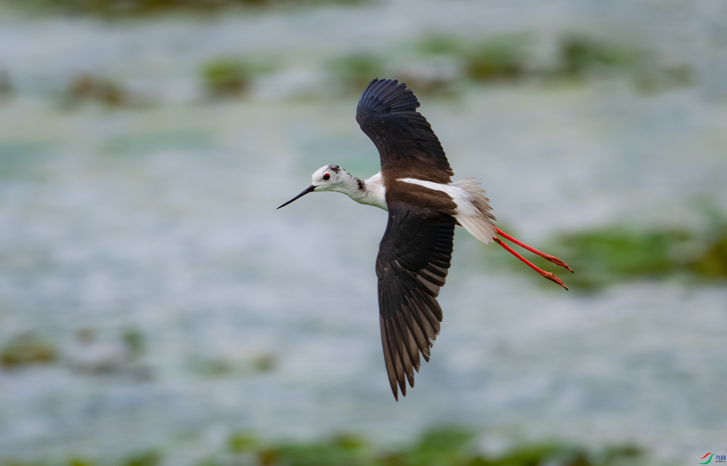 �ڳ᳤����