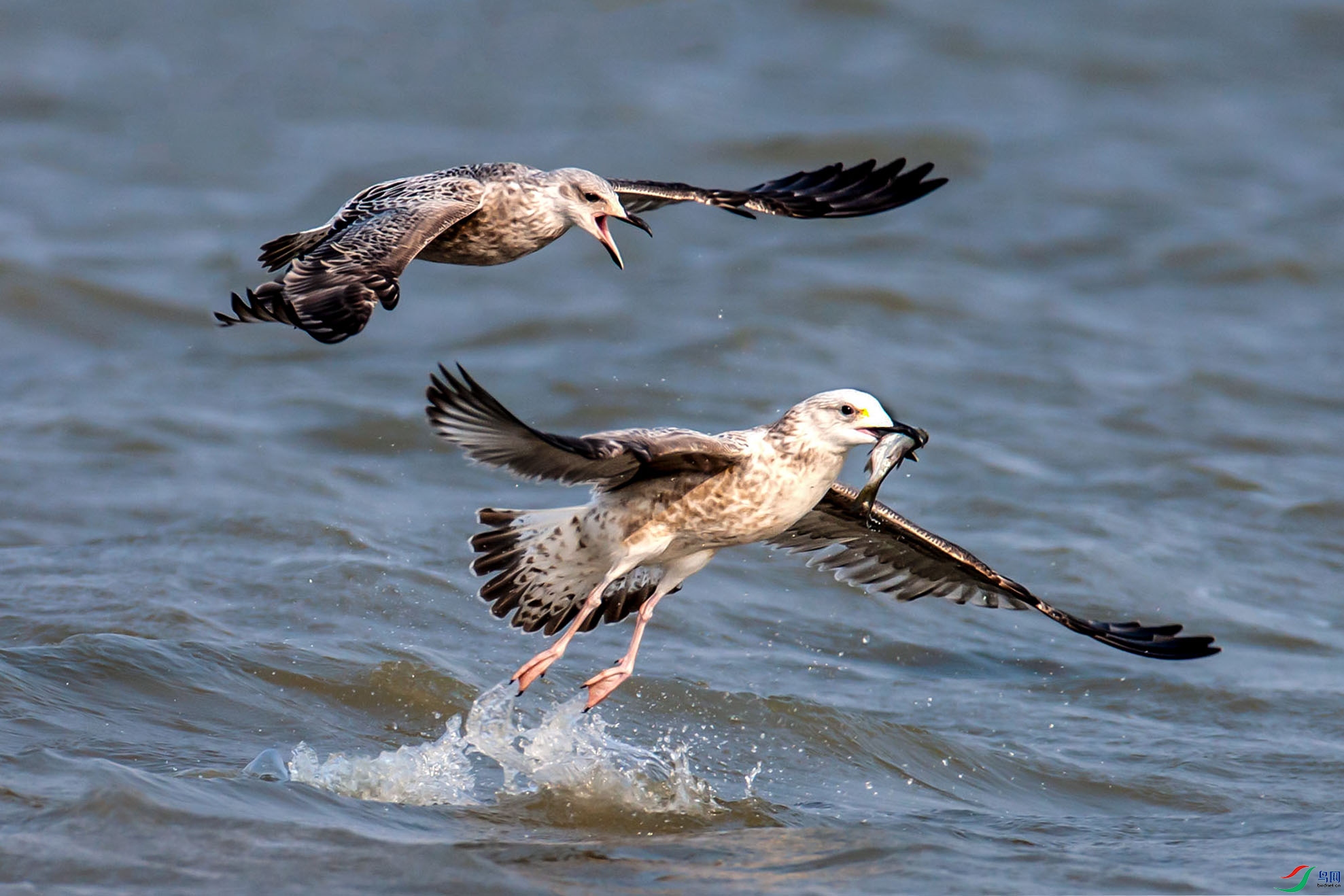 281V5274 ���� 2.jpg