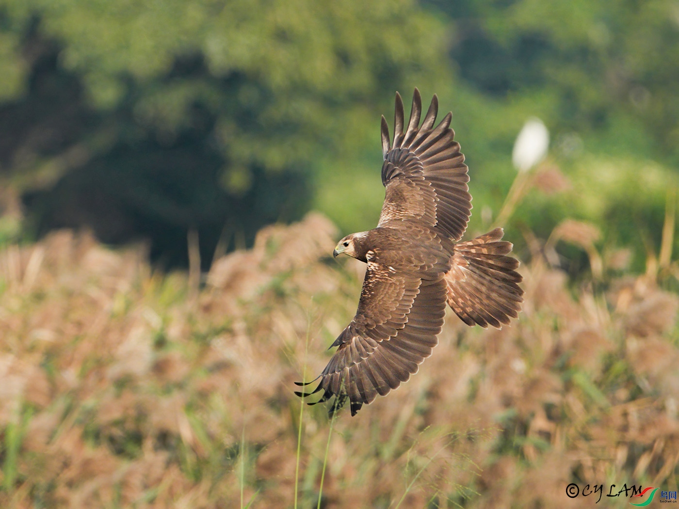 ���_ Eastern Marsh Harrier