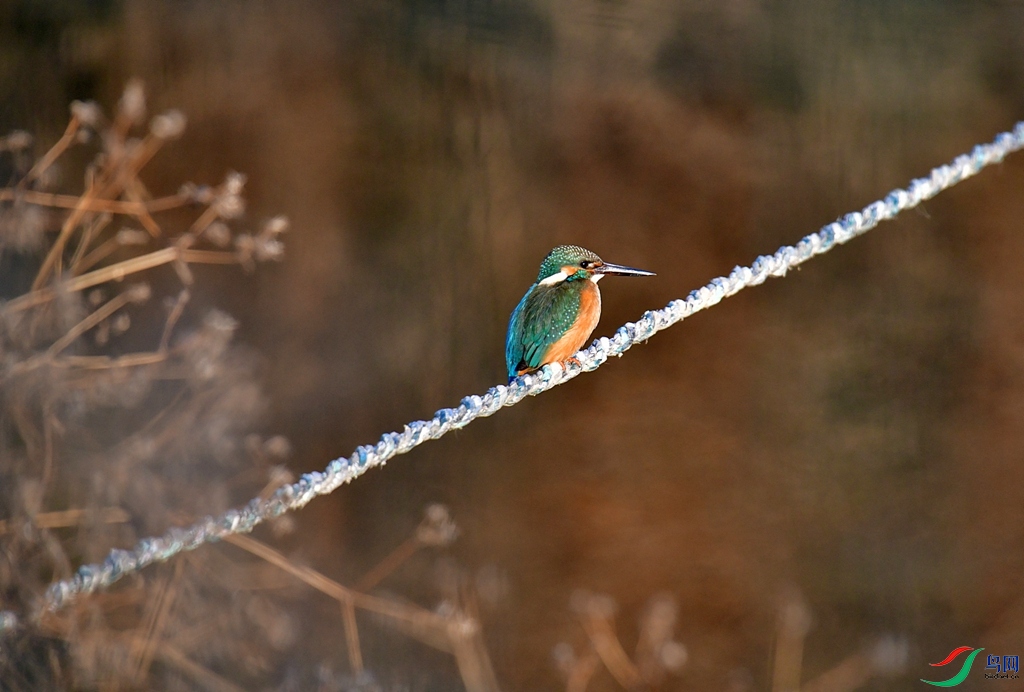 DSC_4458.jpg
