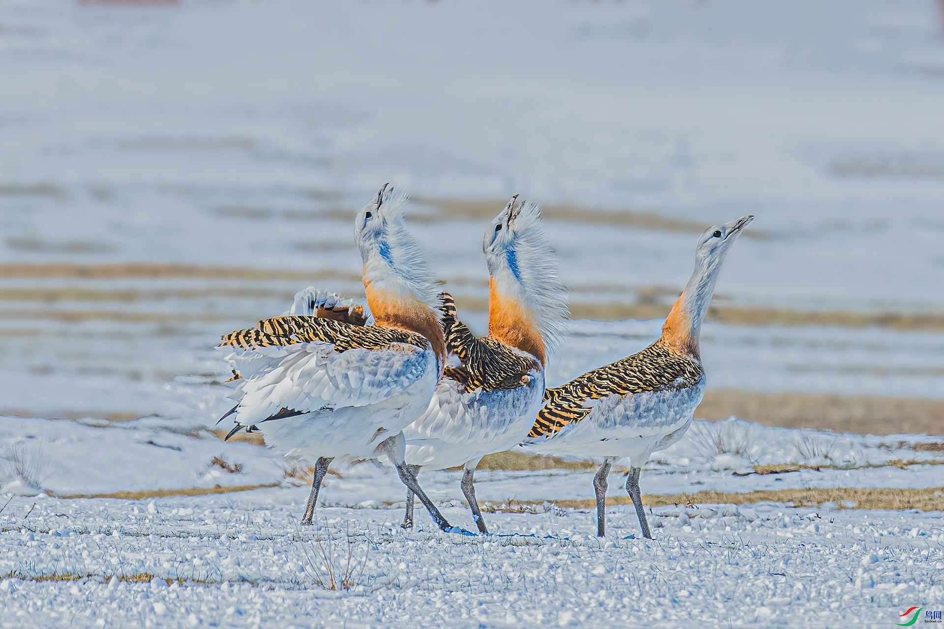 DSC_3613-a500k.jpg