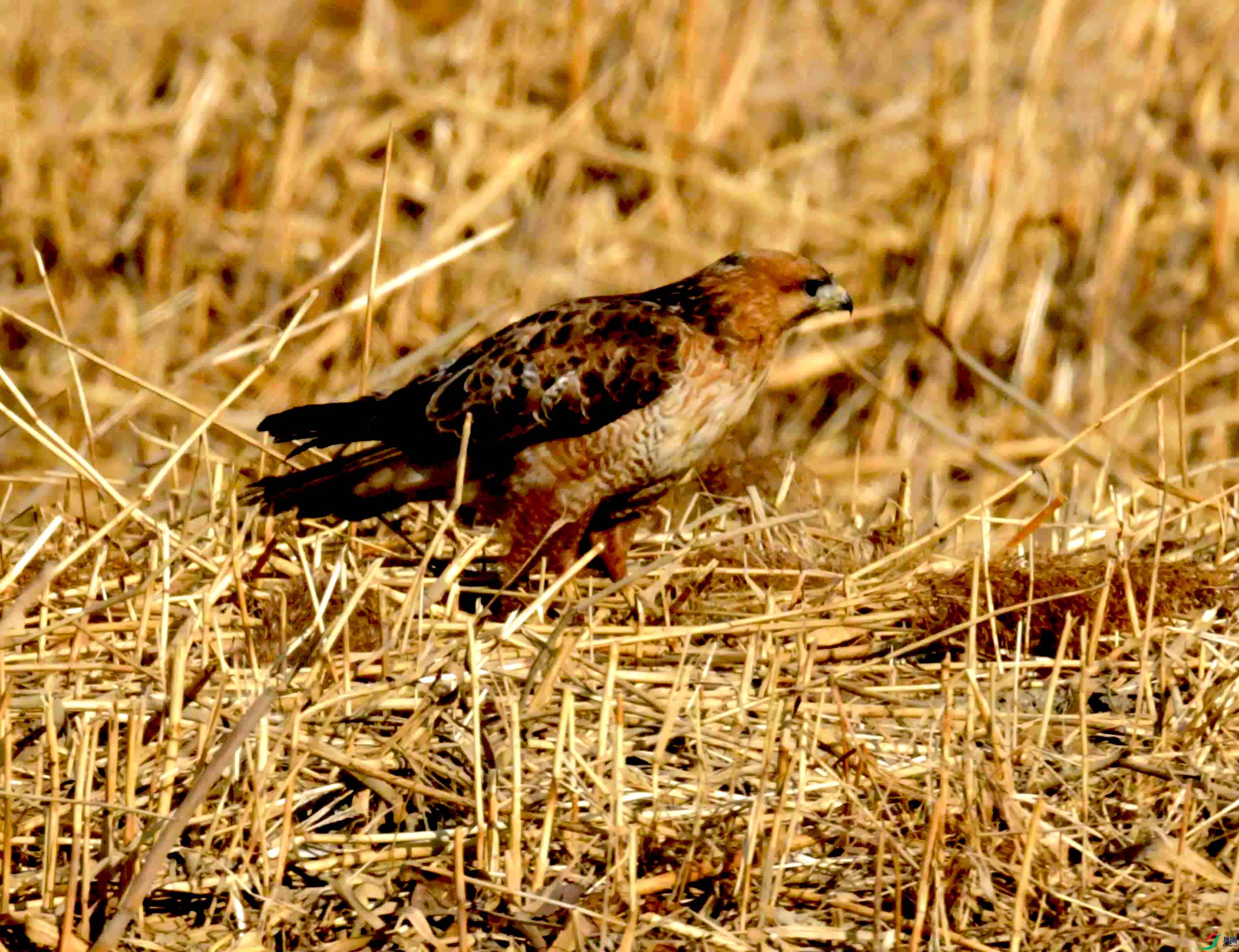 DSC_1714.JPG