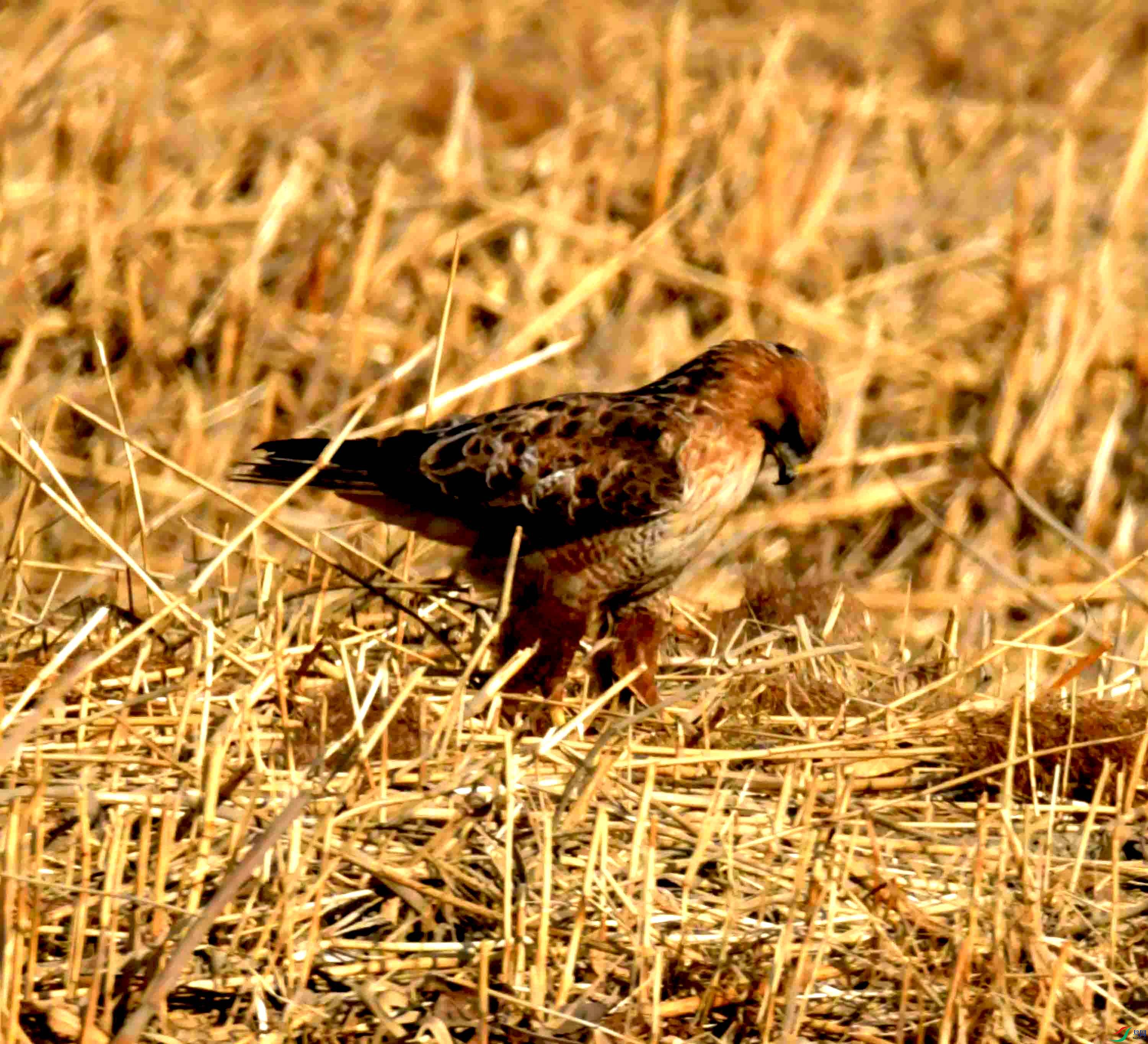 DSC_1723.JPG