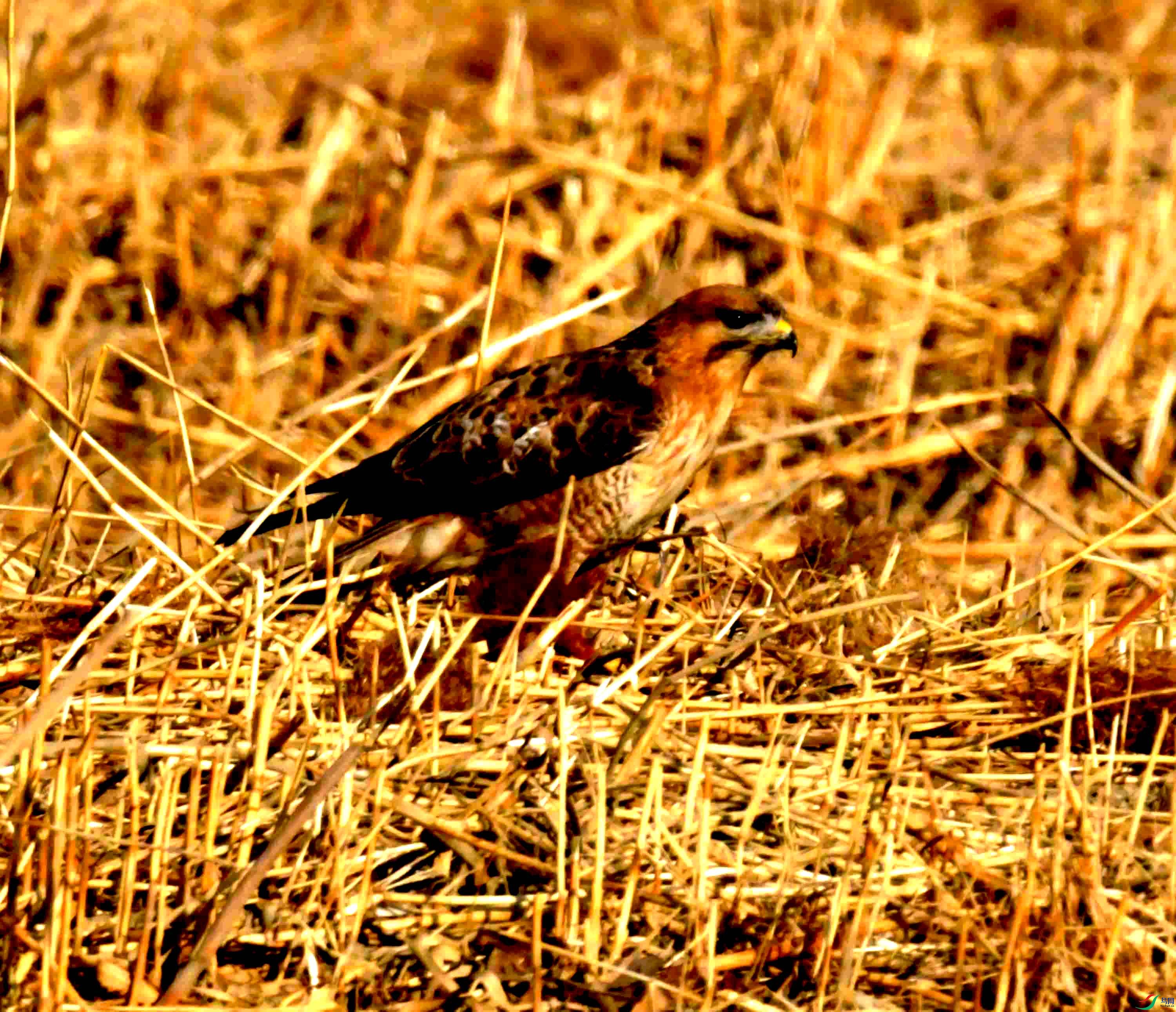 DSC_1733.JPG