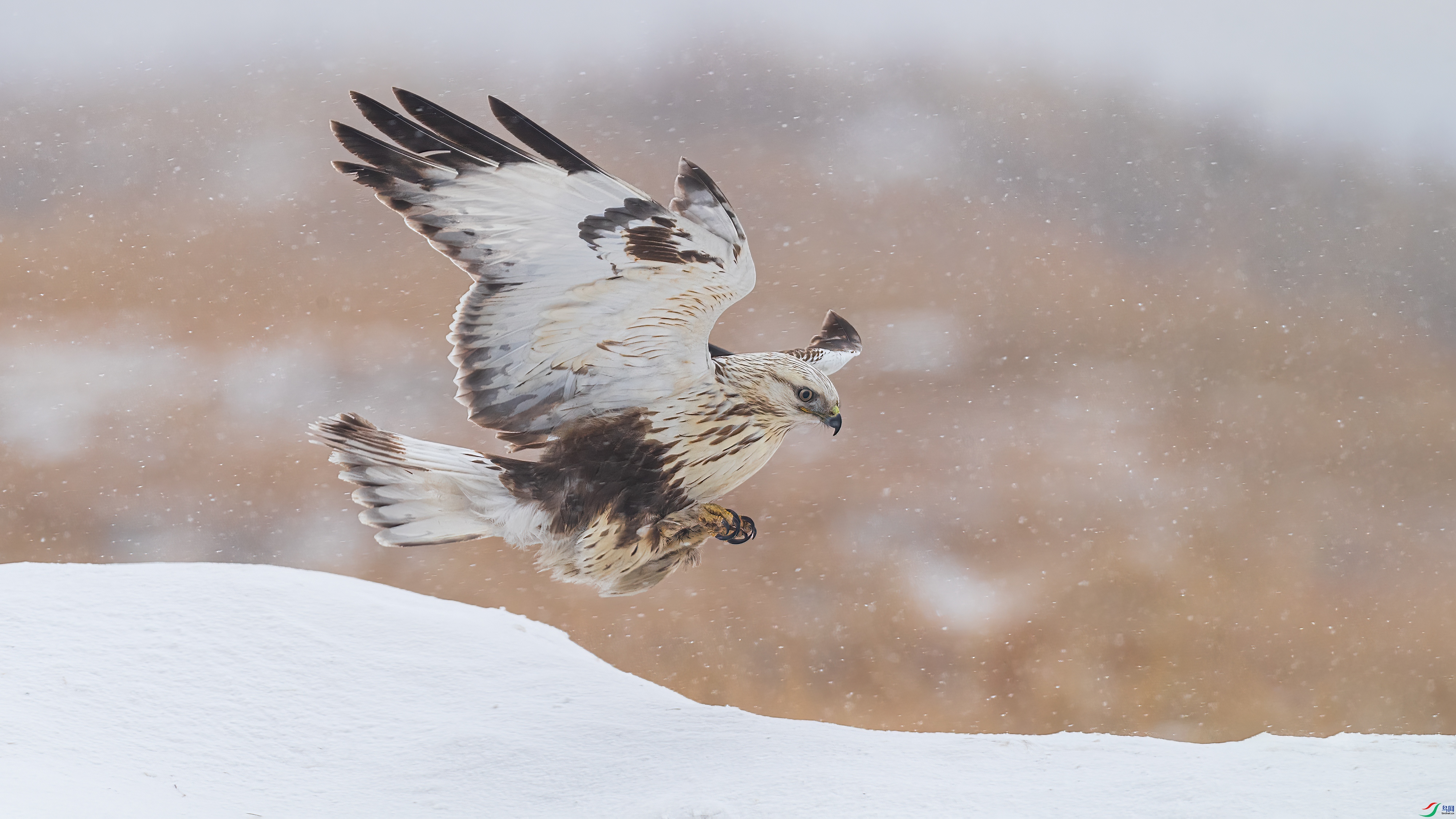 DSC_8819-0.jpg