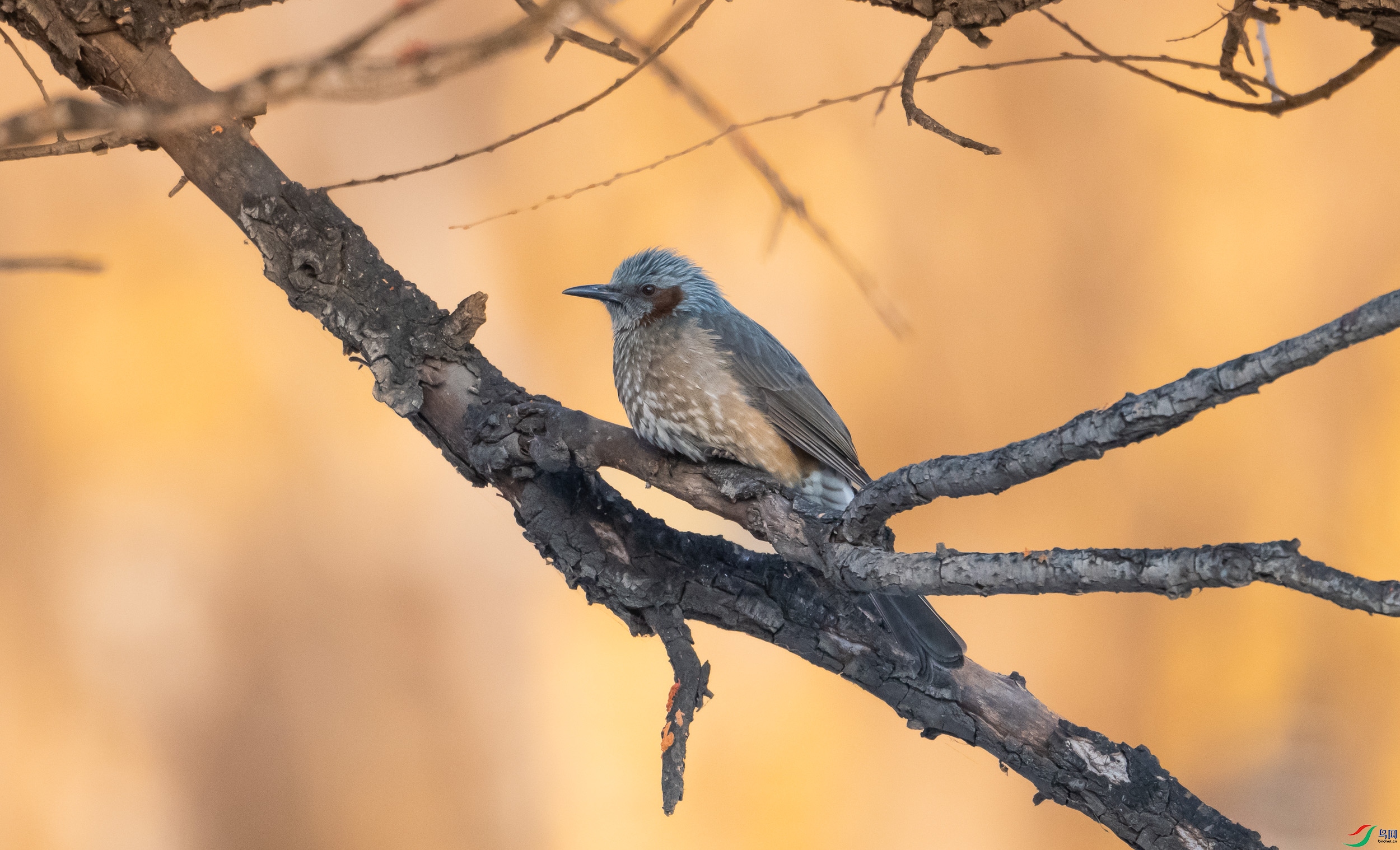 �����̽���