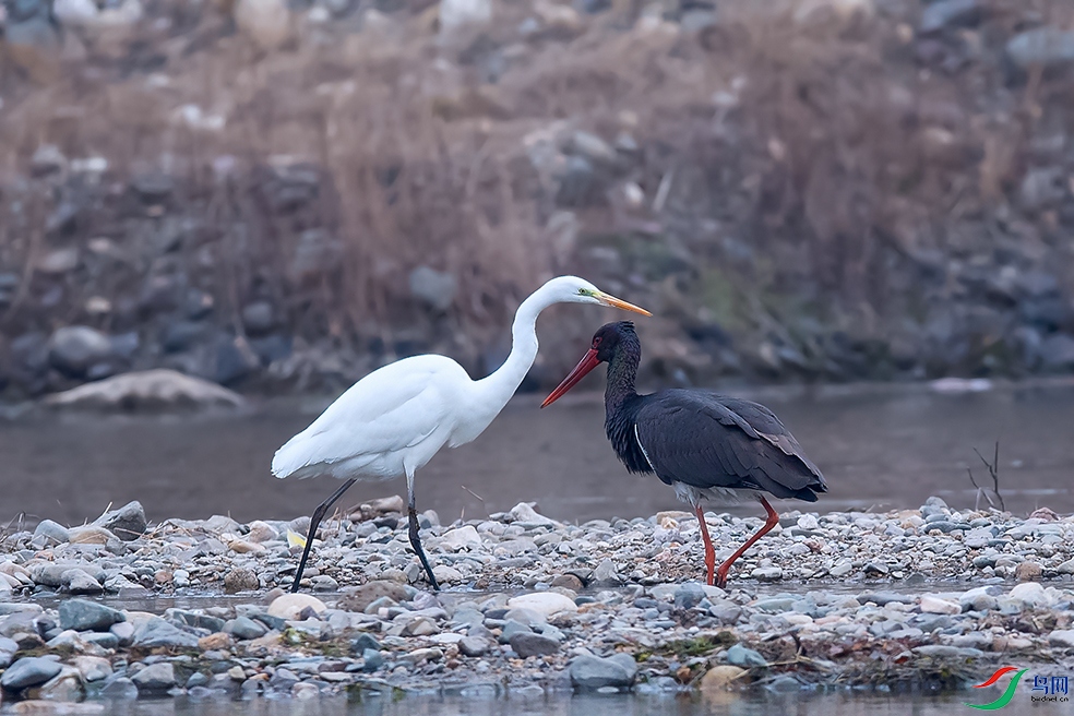 DSC_8720_DxOa.jpg