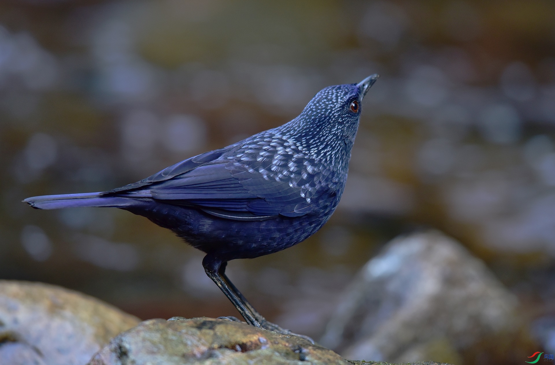 D8I_8074.jpg