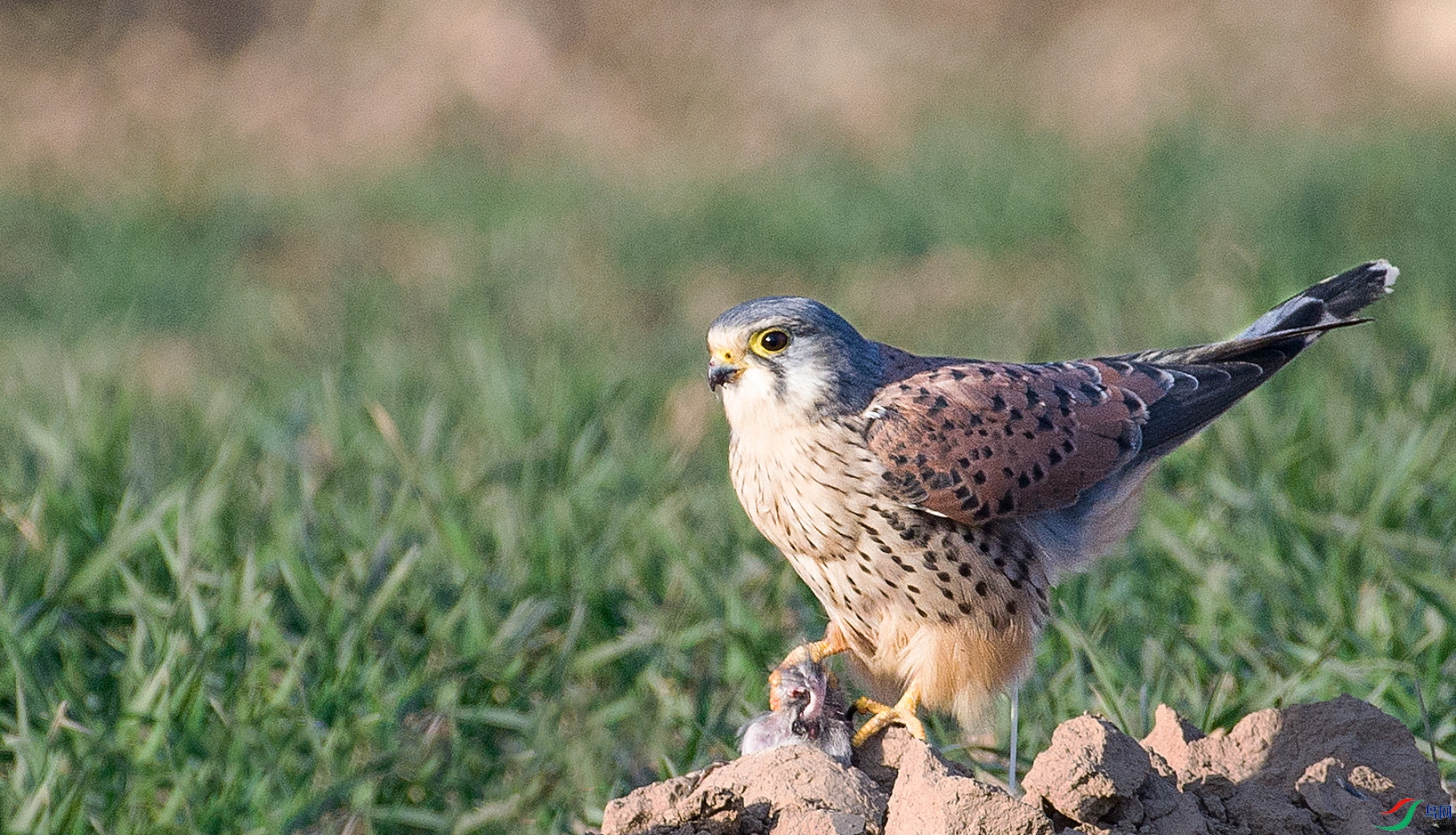 _DSC4166.JPG