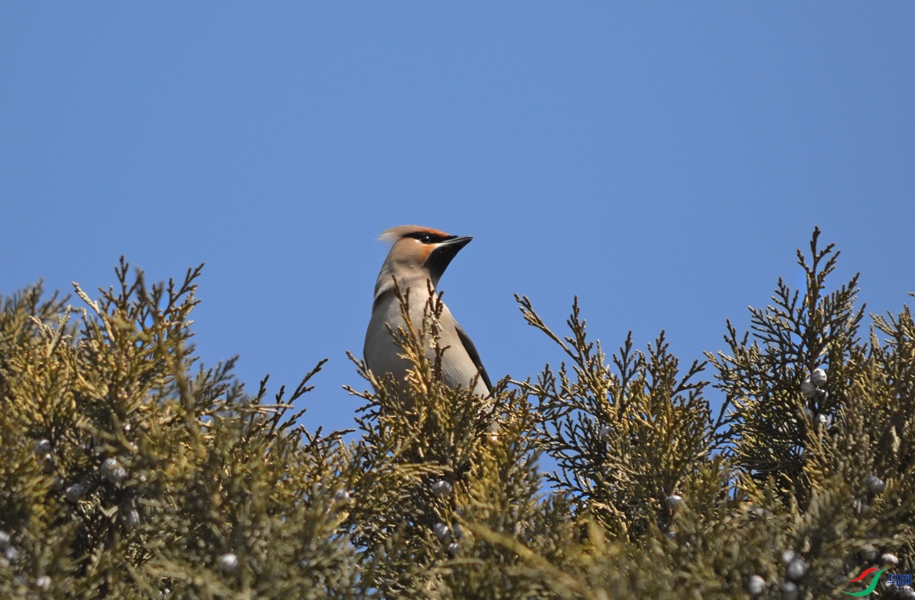DSC_0962.jpg