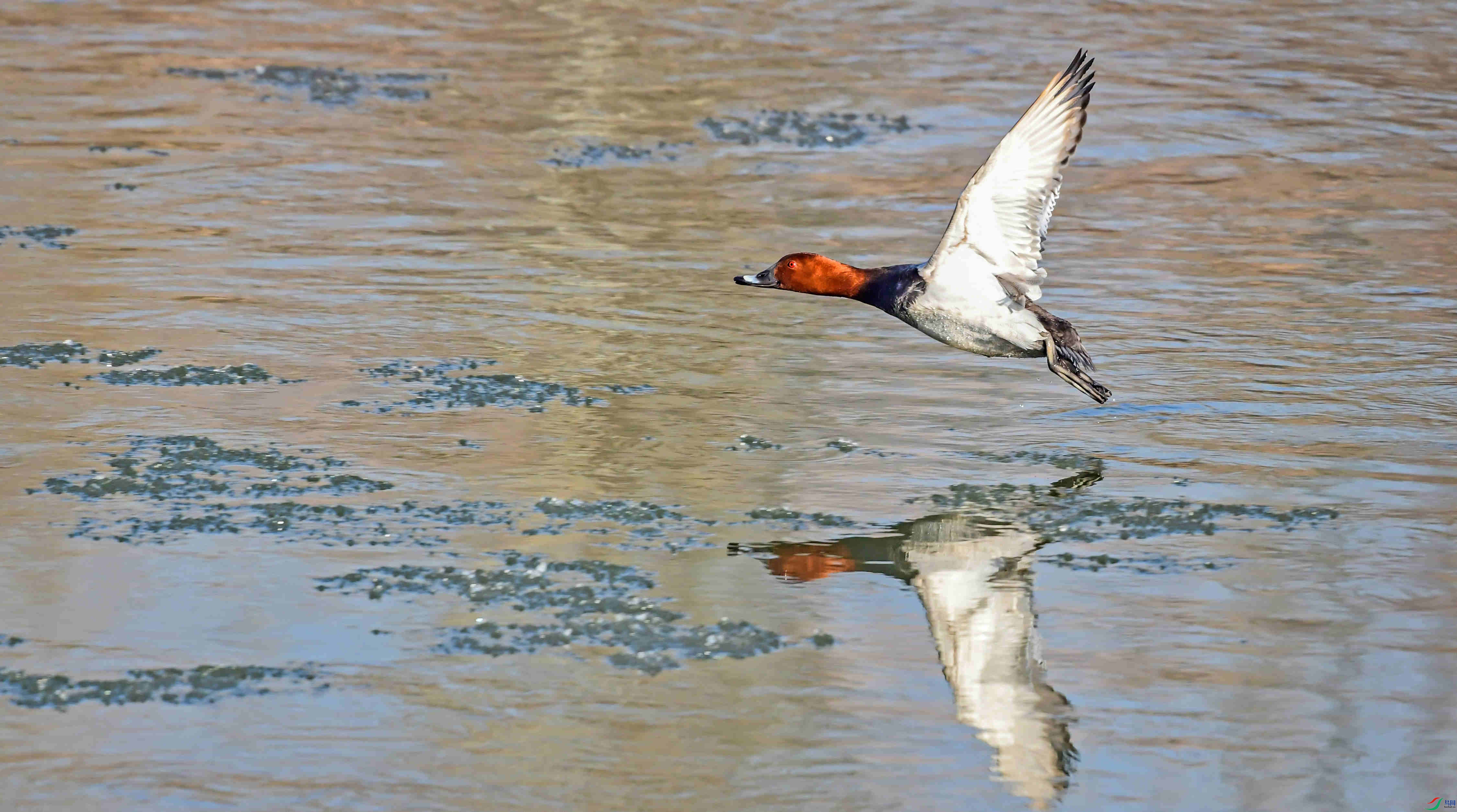 23.01.10.��ͷǱѼ (2).jpg