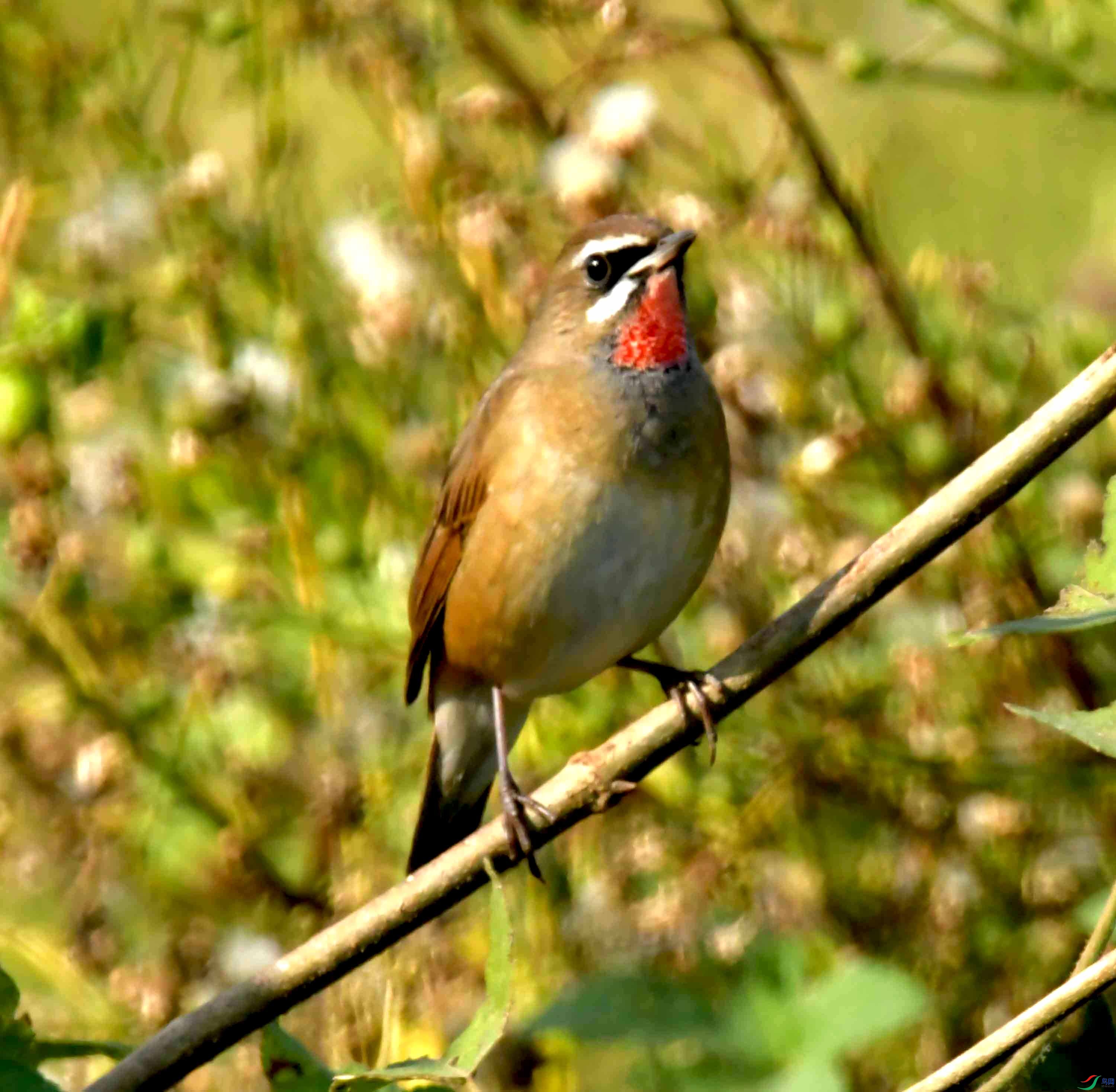 DSC_1486.JPG