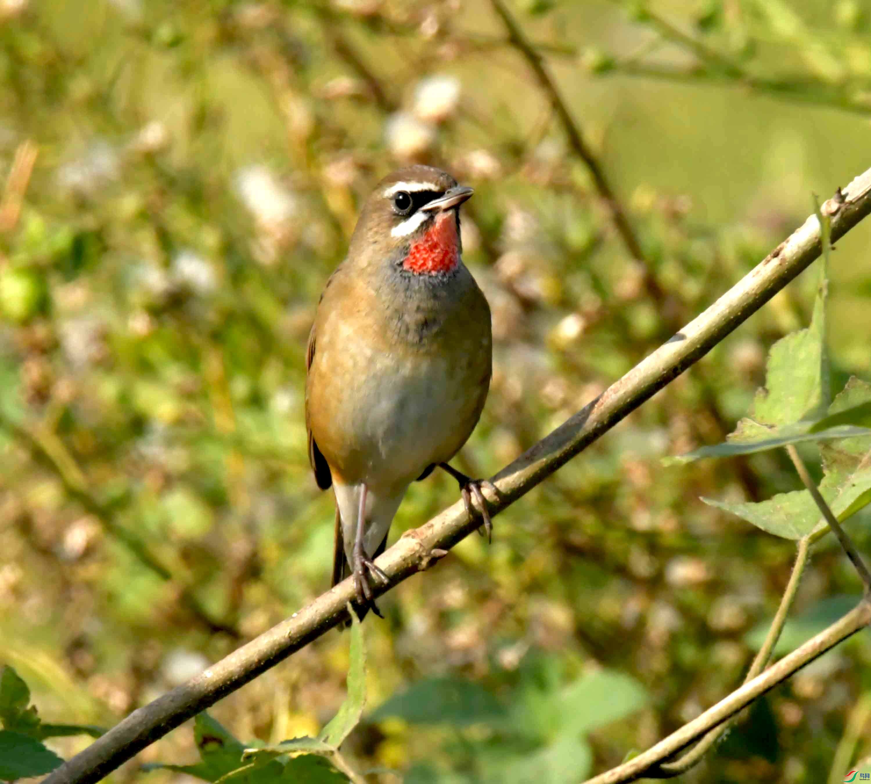 DSC_1495.JPG