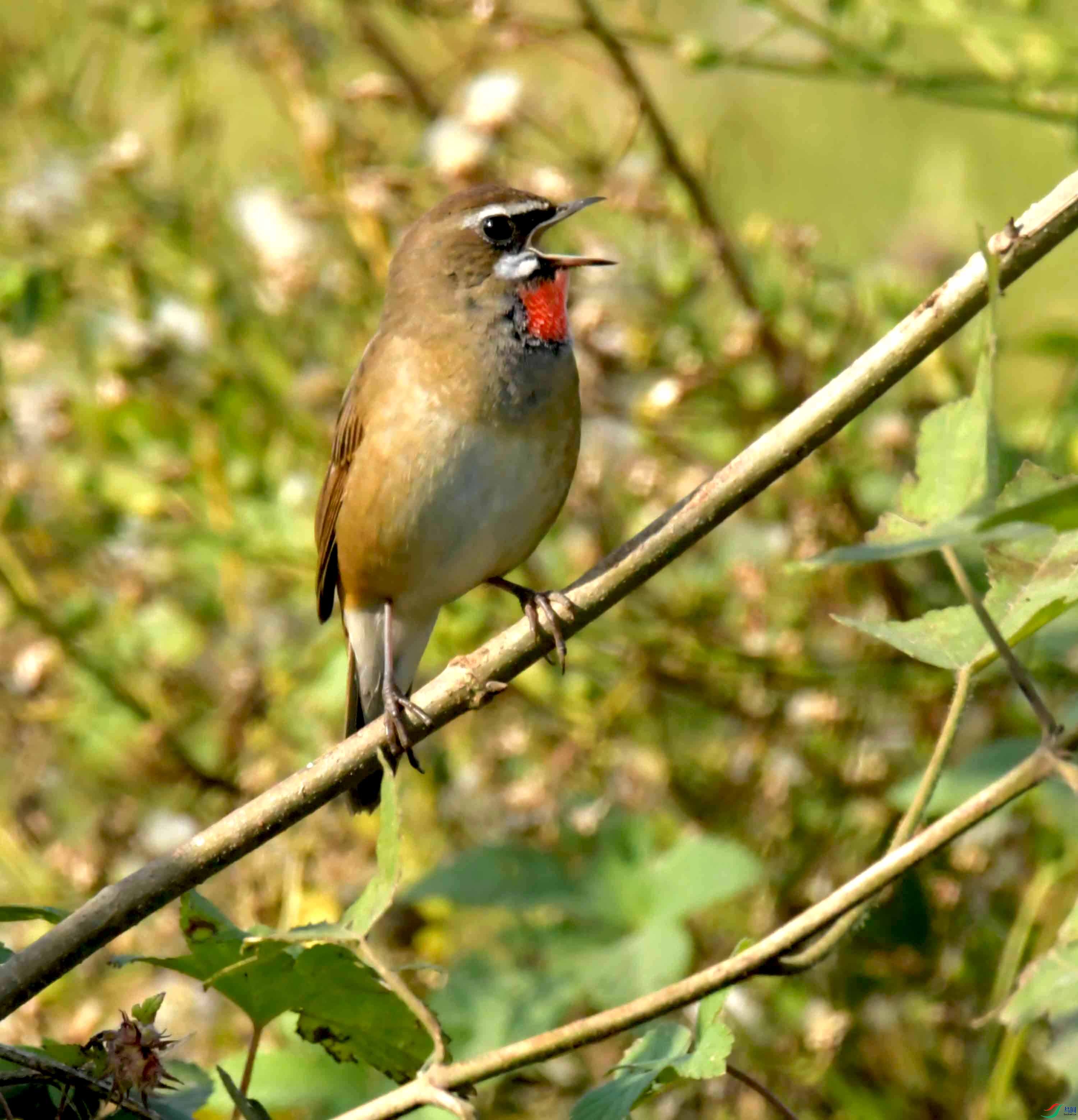 DSC_1498.JPG