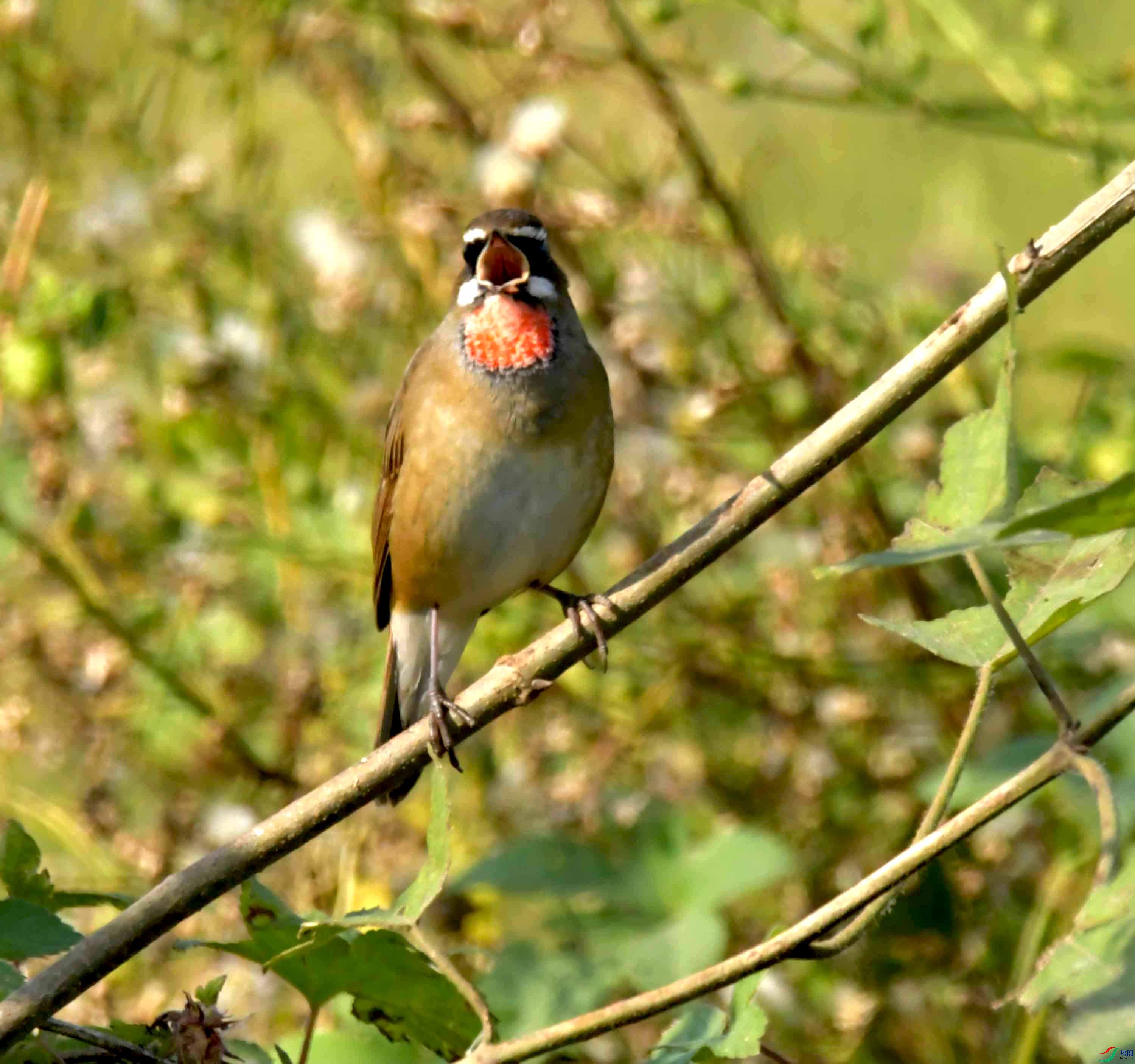 DSC_1509.JPG