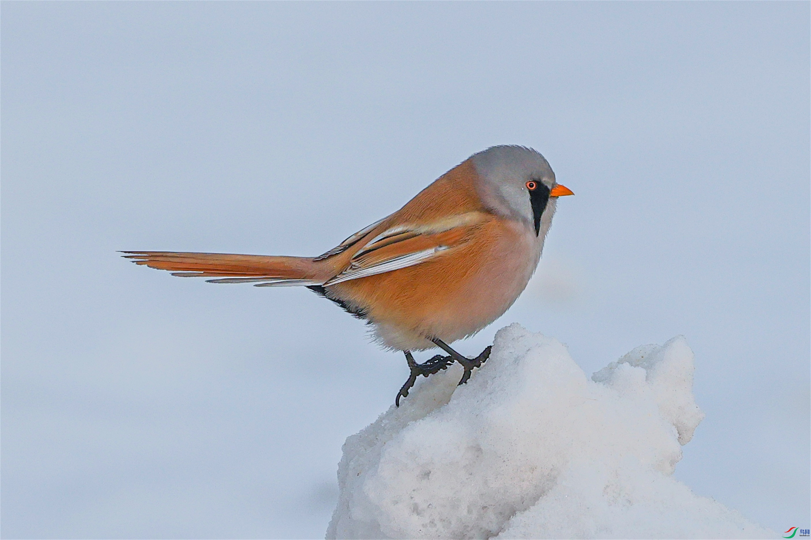 1K3A8134 ����1.jpg