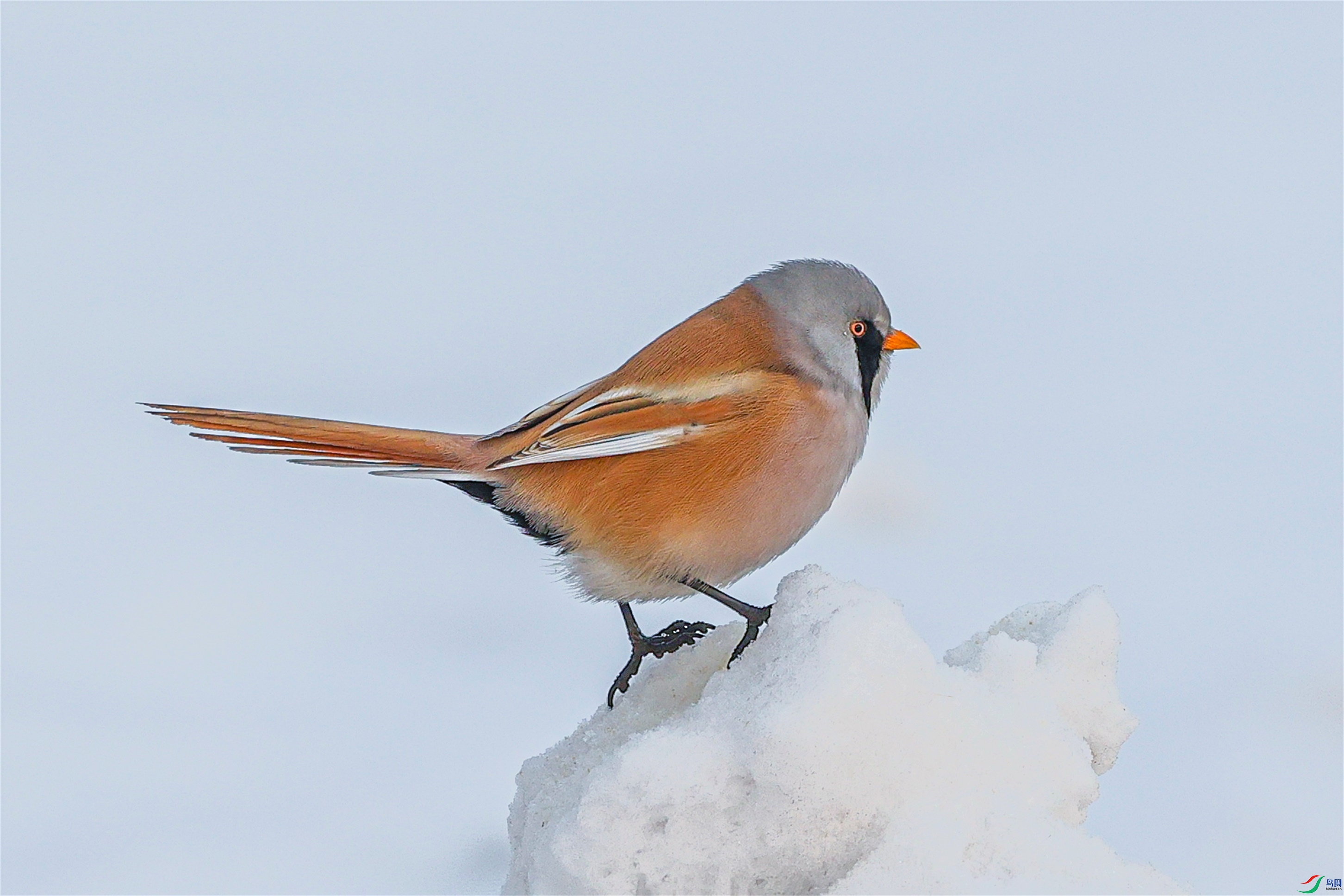 1K3A8135 ����1.jpg