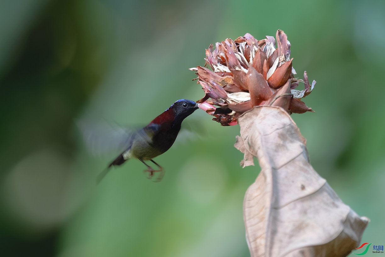 DSC_7467_DxOa.jpg