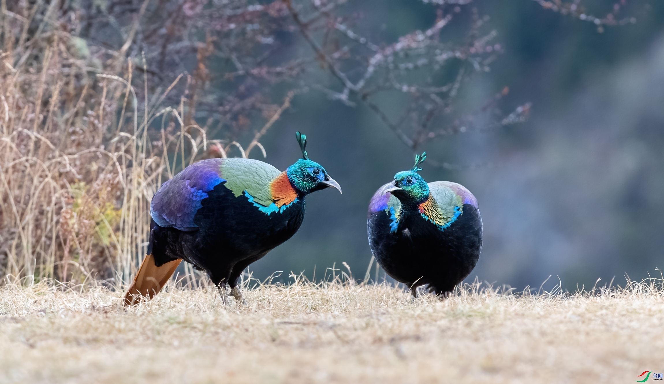 DSC_0106-11.jpg