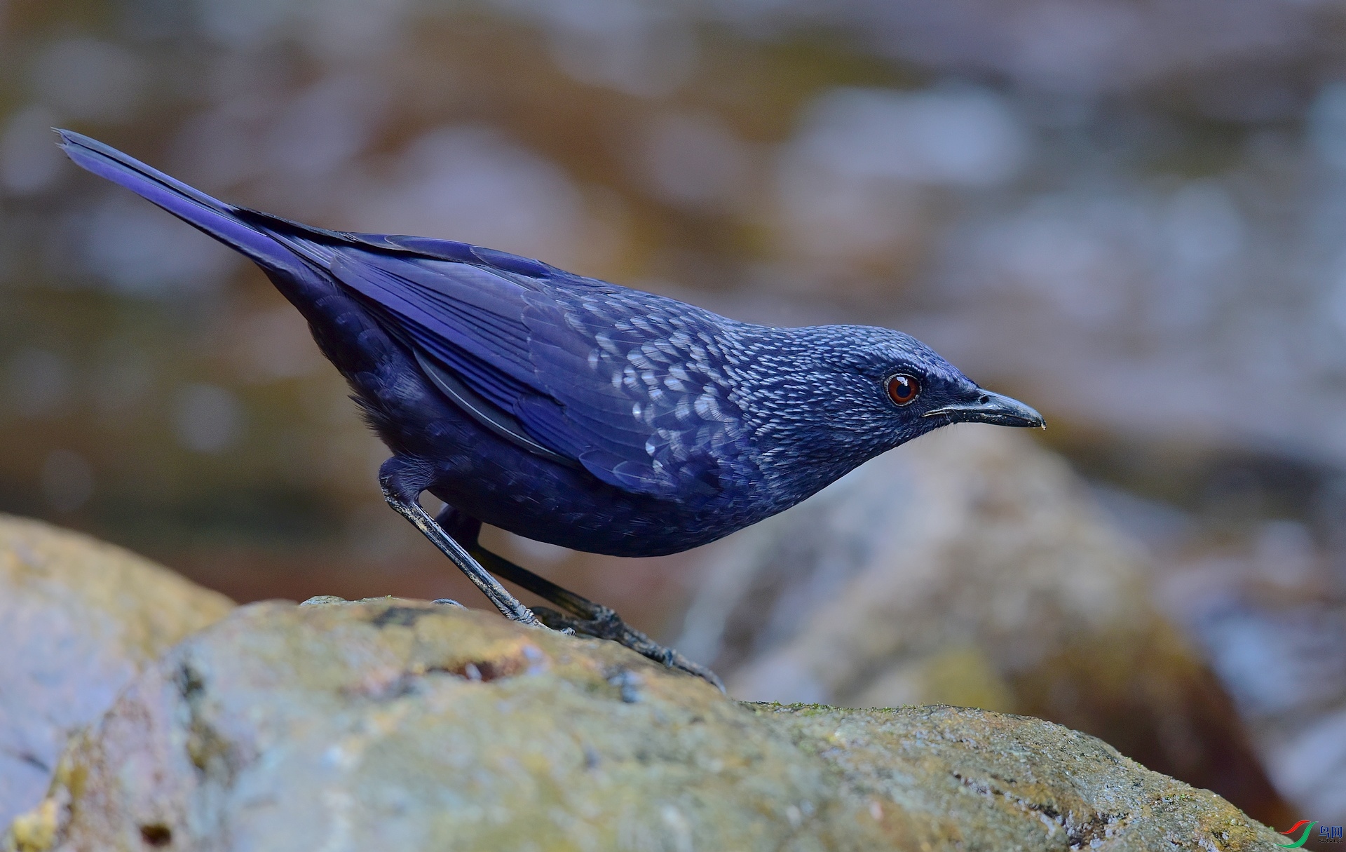 D8I_8082.jpg