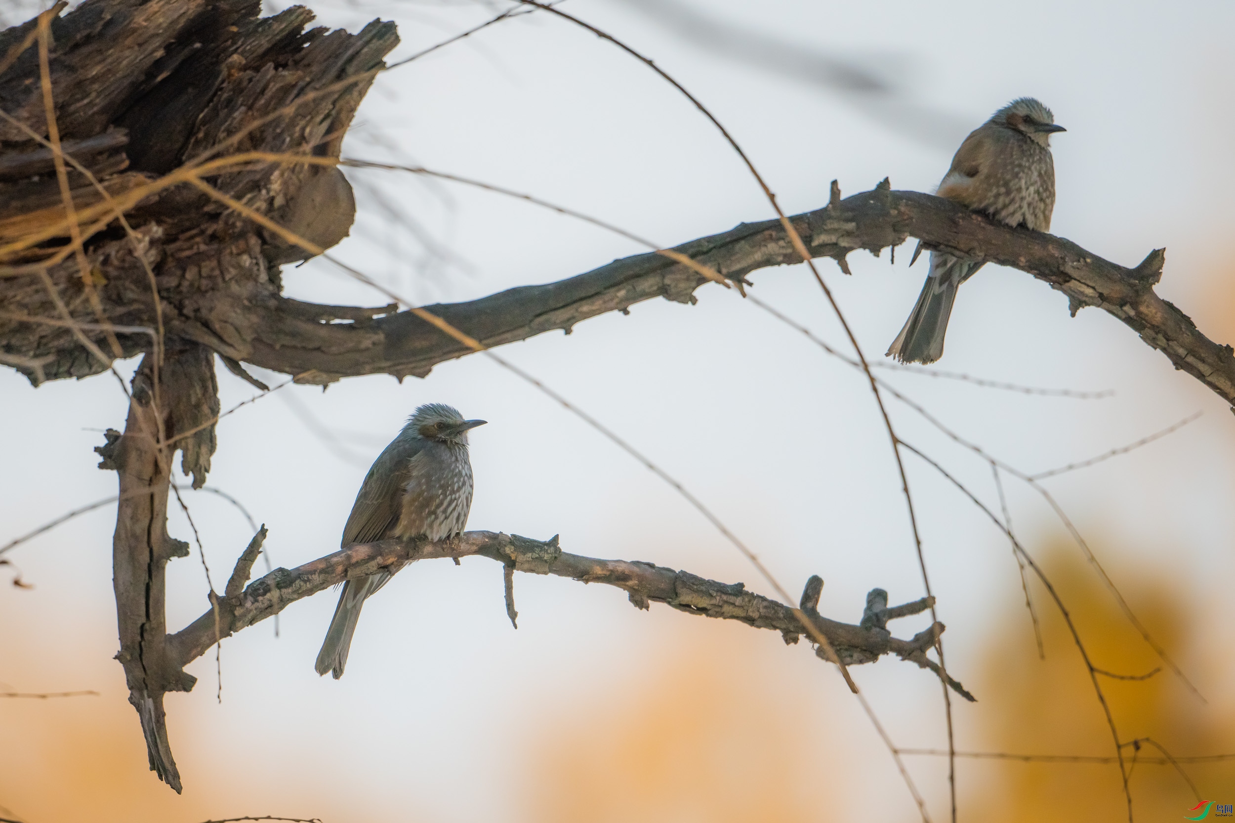 �����̽���