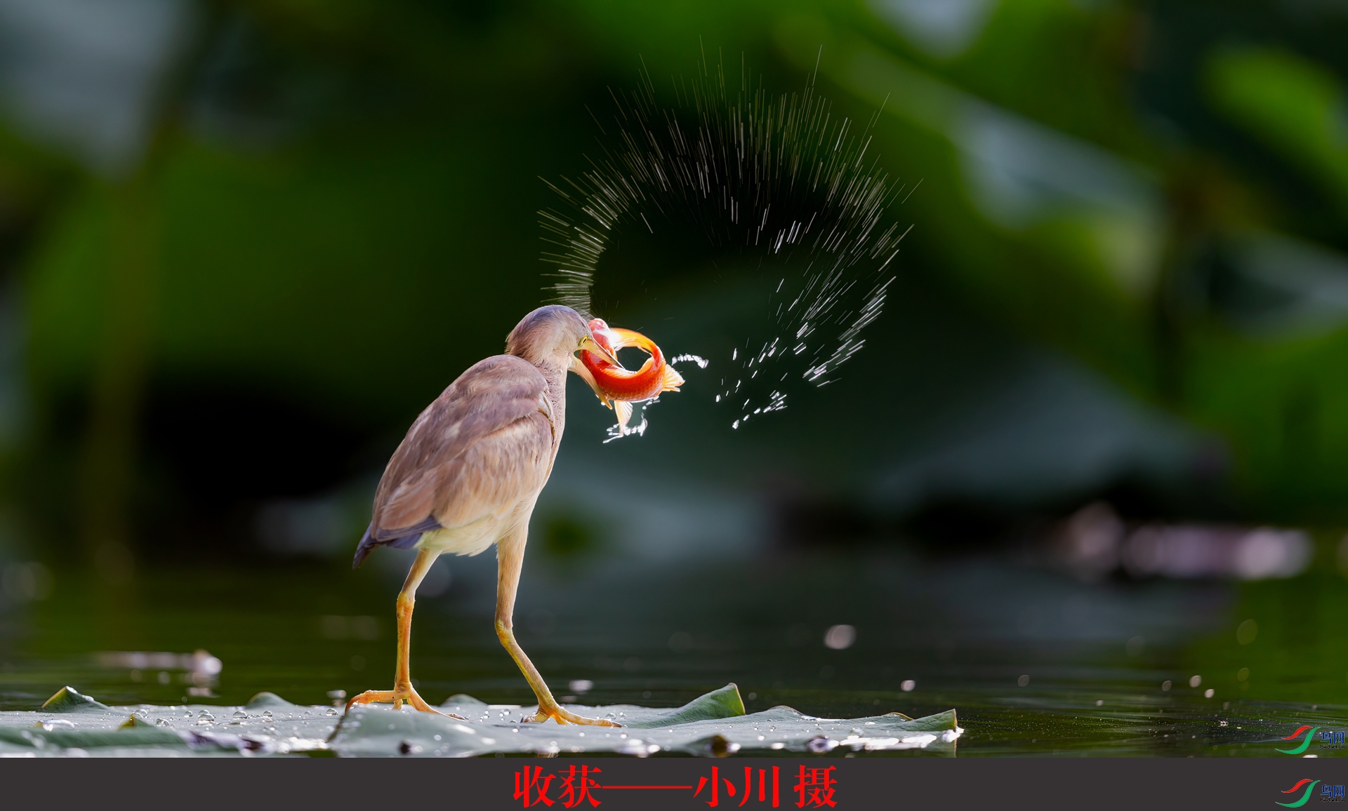 �ջ񡪡�С�� ��.jpg