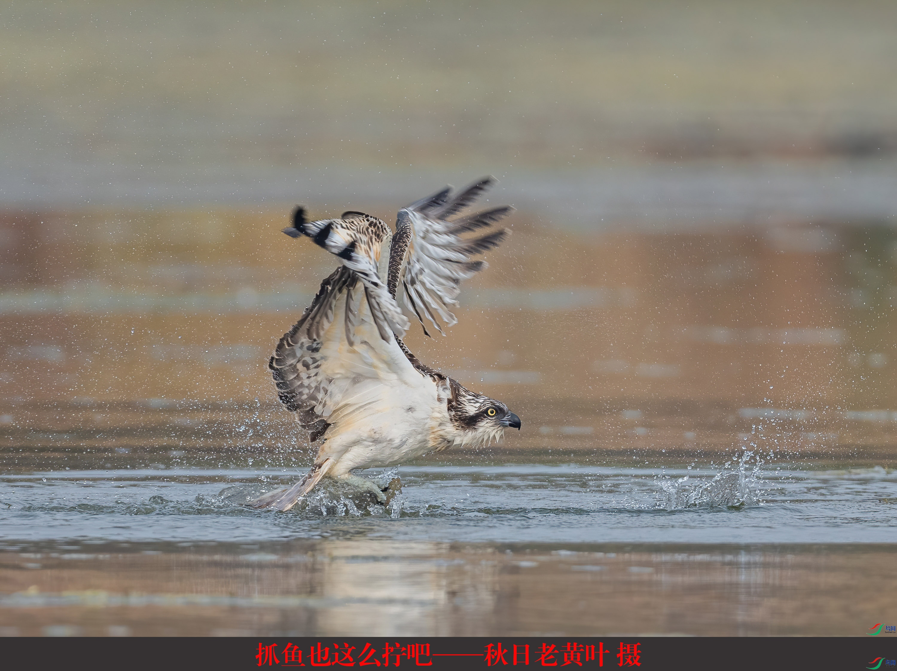 ץ��Ҳ��ôš�ɡ��������ϻ�Ҷ ��.jpg