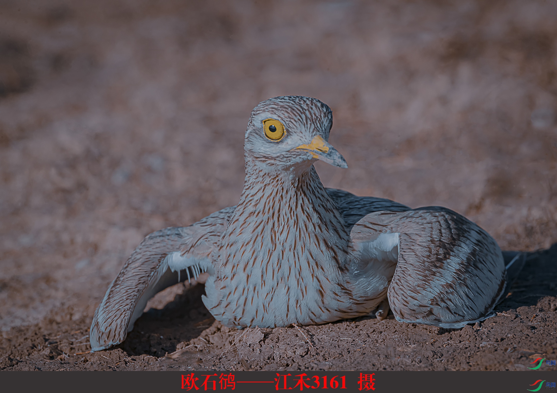 ŷʯ�a��������3161  ��.jpg