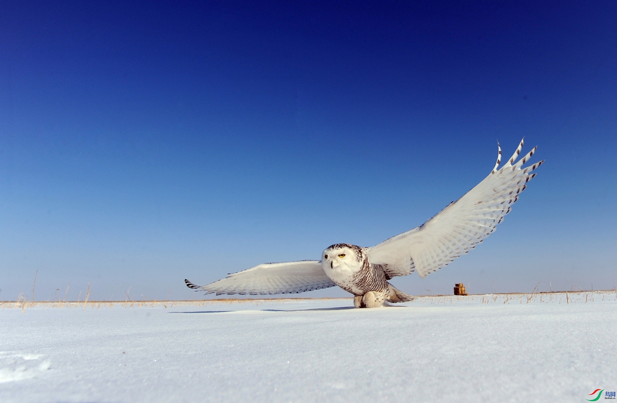DSC_4426.jpg